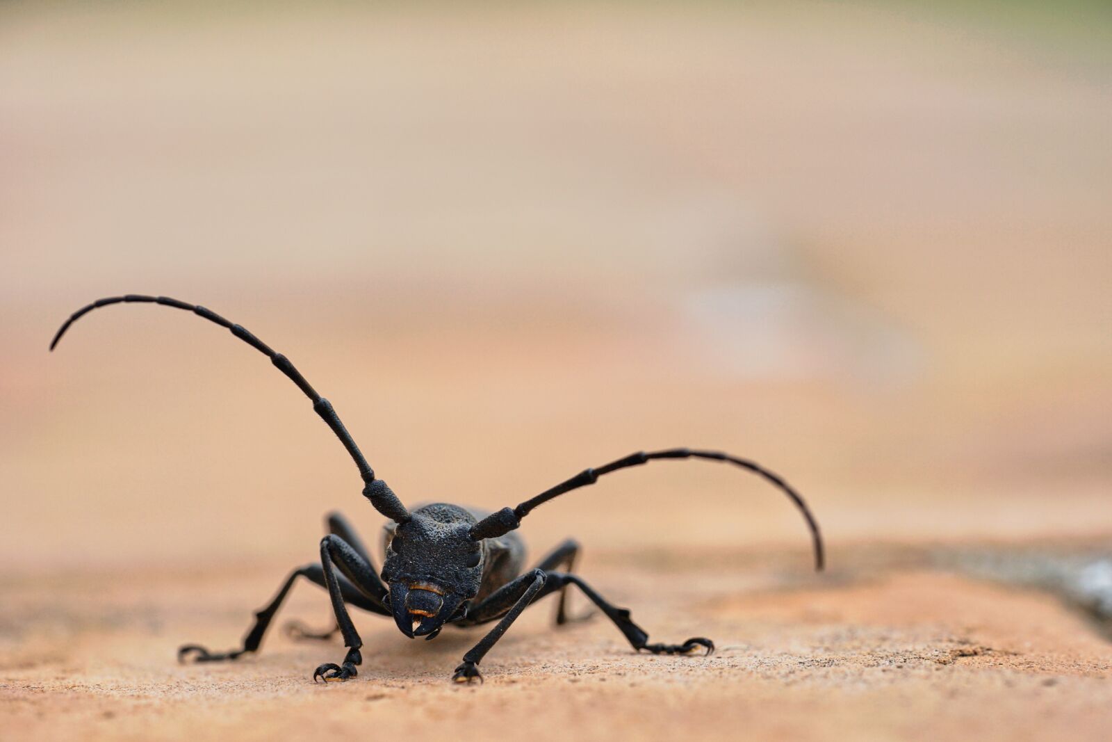 Sony a7 II sample photo. Beetle, bock, nature photography