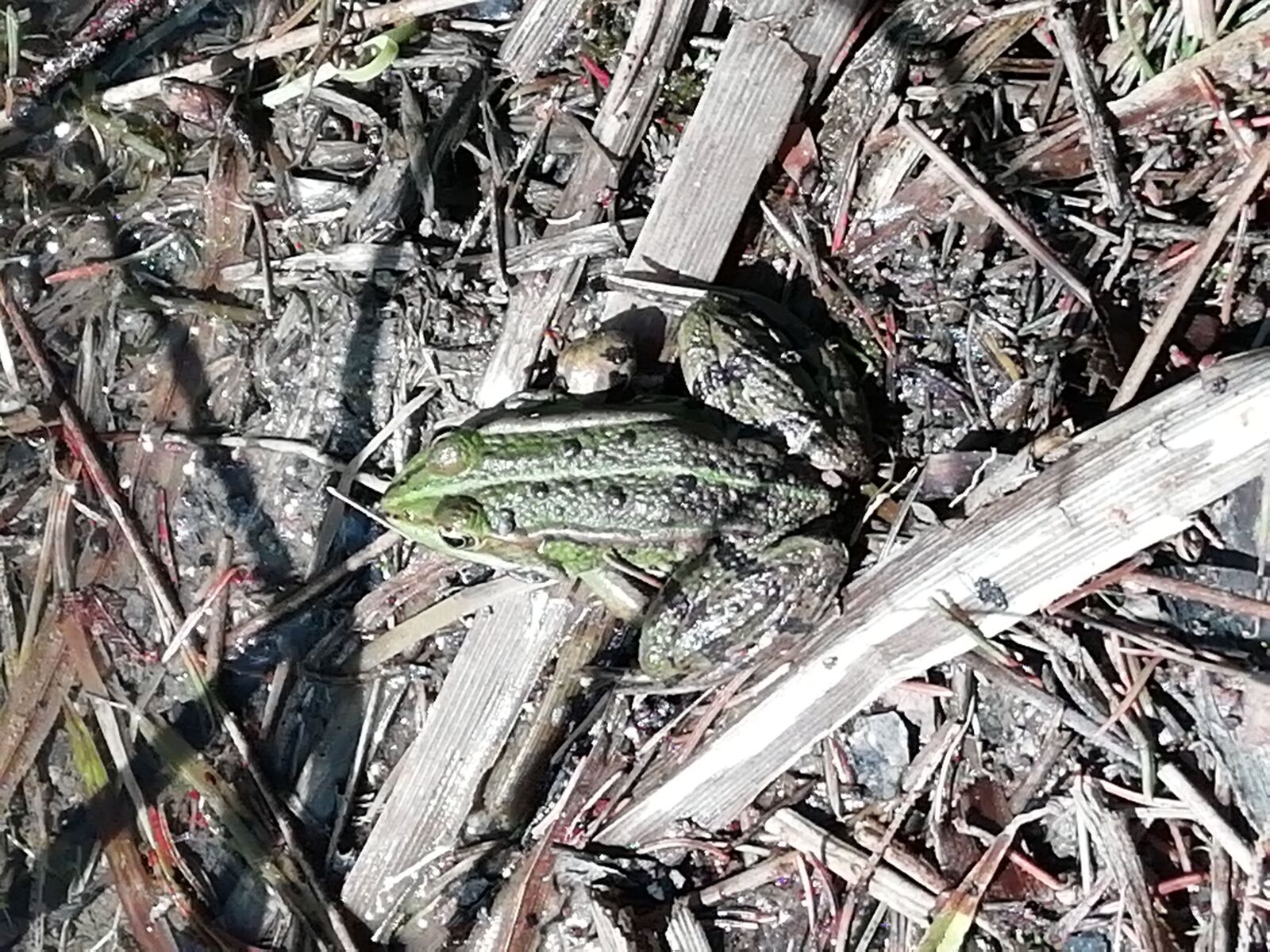 HUAWEI FIG-LX1 sample photo. Frog, ground, amphibian photography