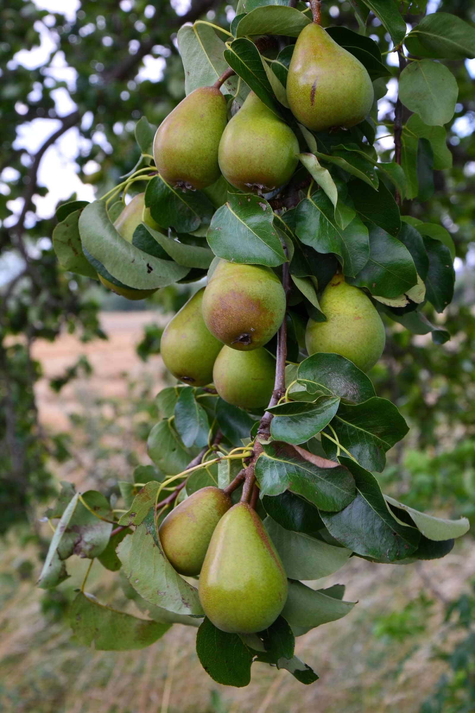 Nikon D5100 sample photo. Pears, pear, orchard photography