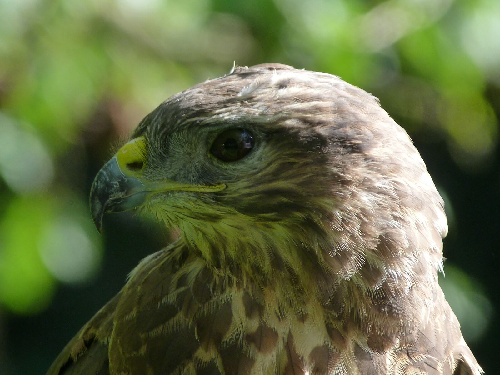 Panasonic Lumix DMC-FZ40 (Lumix DMC-FZ45) sample photo. Common buzzard, bird, raptor photography