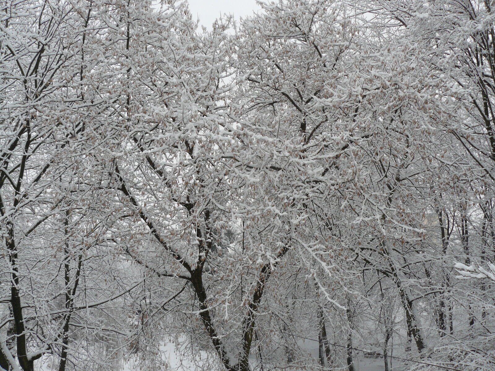Panasonic DMC-FZ8 sample photo. Snow, tree, trees, winter photography