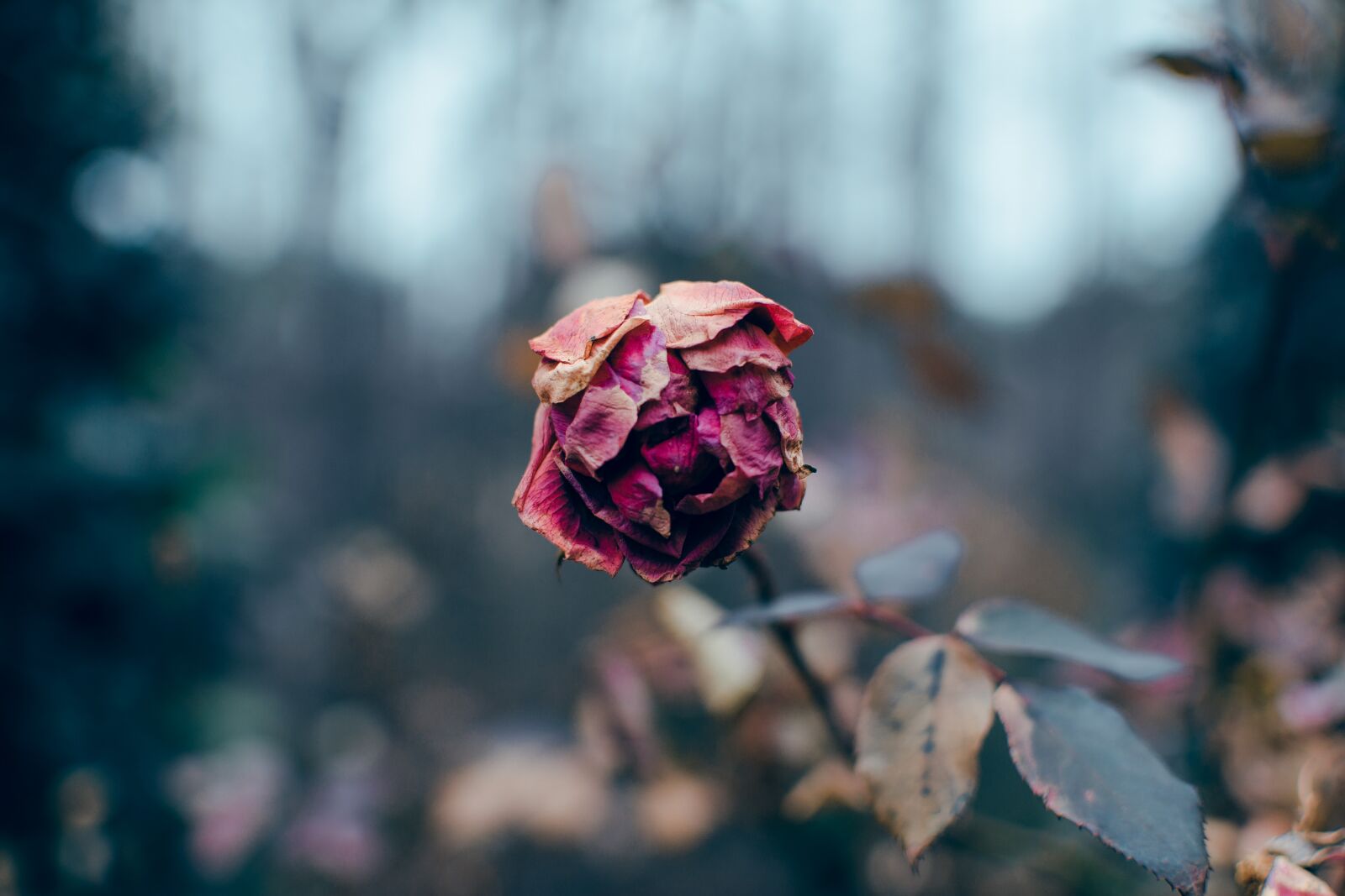 Nikon D7100 sample photo. Flower, dark, thorn photography
