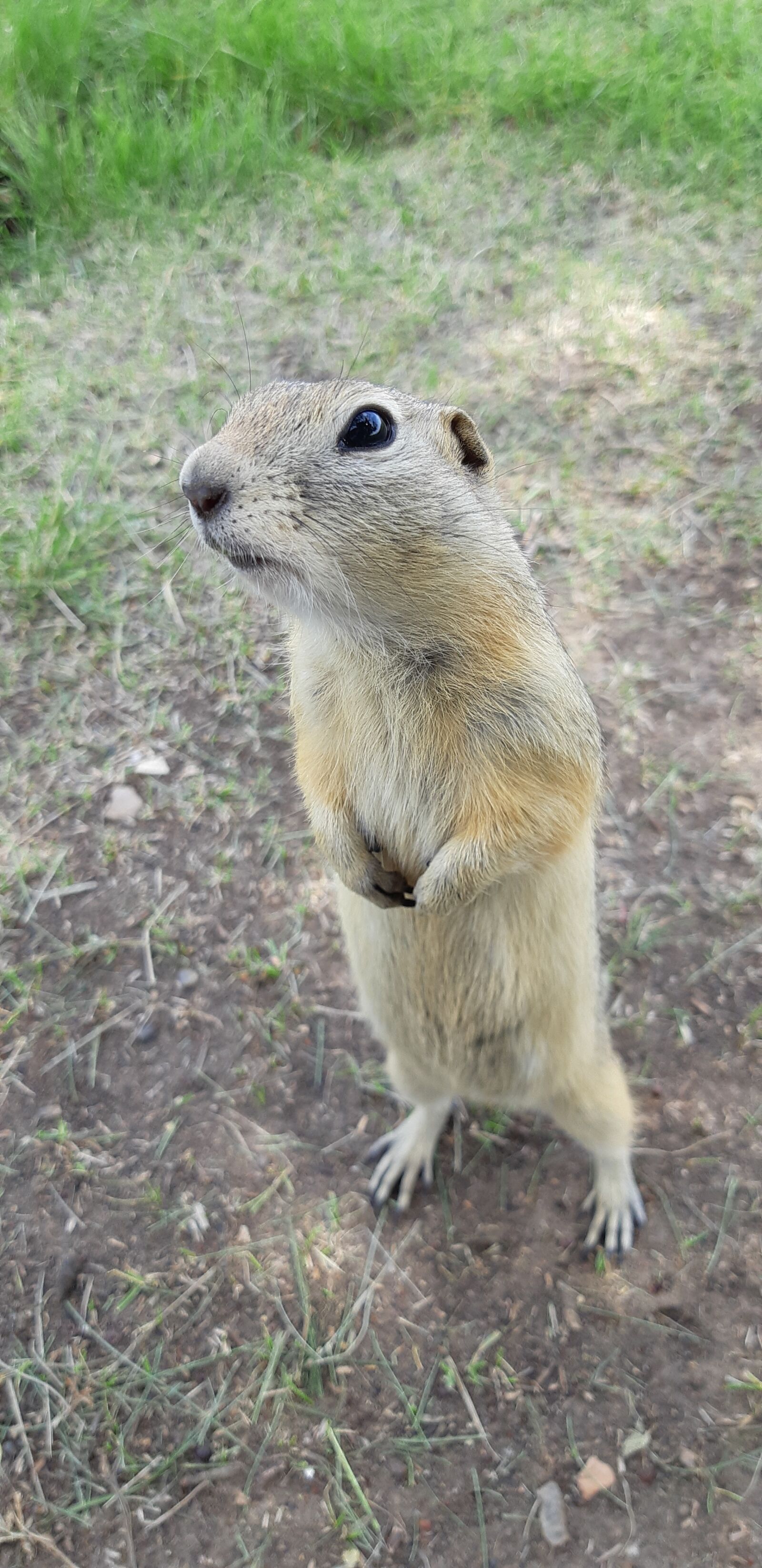 Samsung Galaxy A8(2018) sample photo. Ground squirrel, wild, canada photography