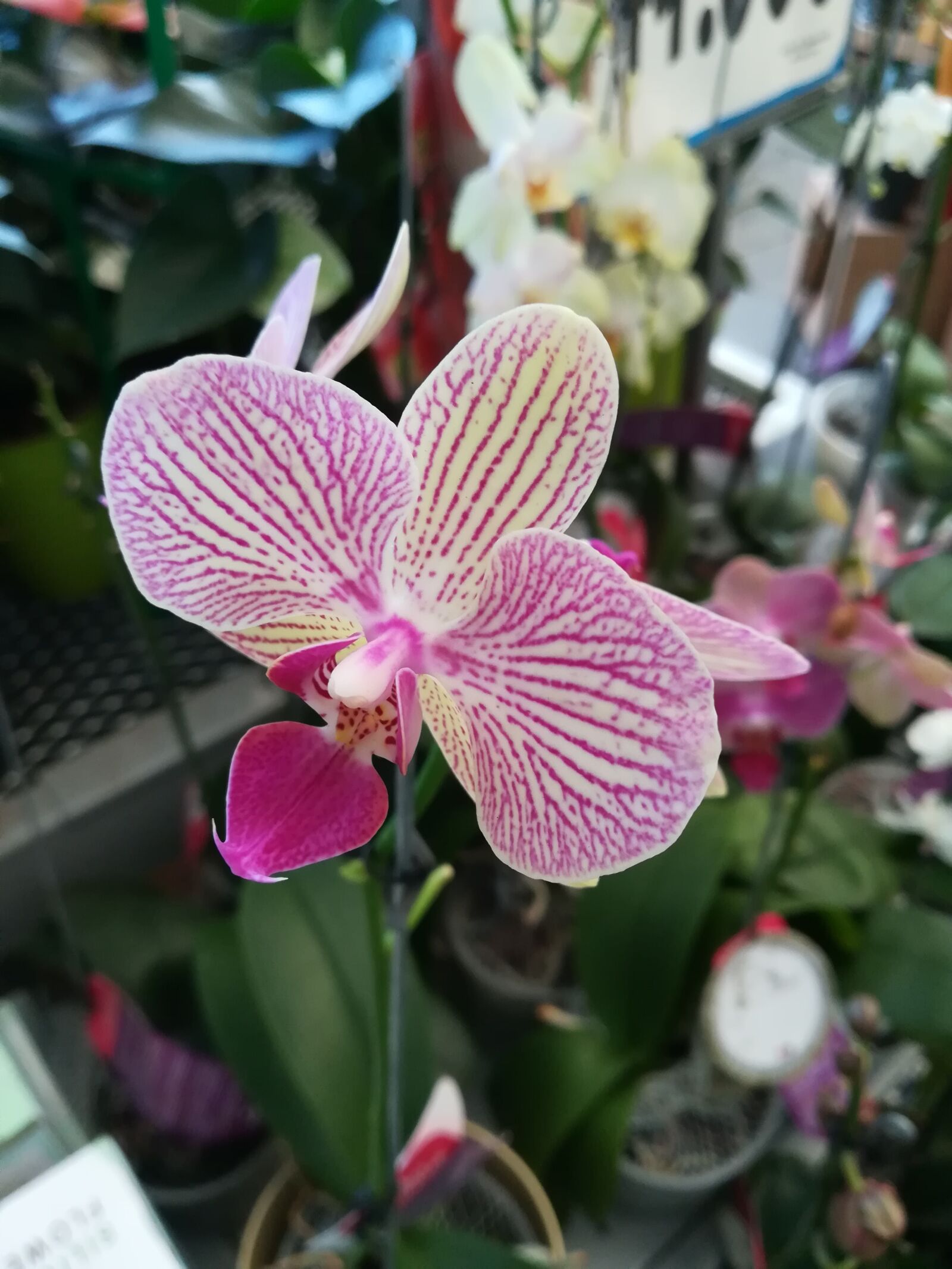 HUAWEI P10 lite sample photo. Flower, plant, nature photography