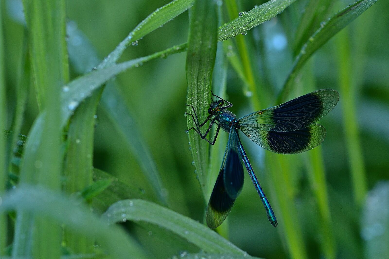 Nikon D5200 sample photo. Banded demoiselle, damselfy, dragonfly photography