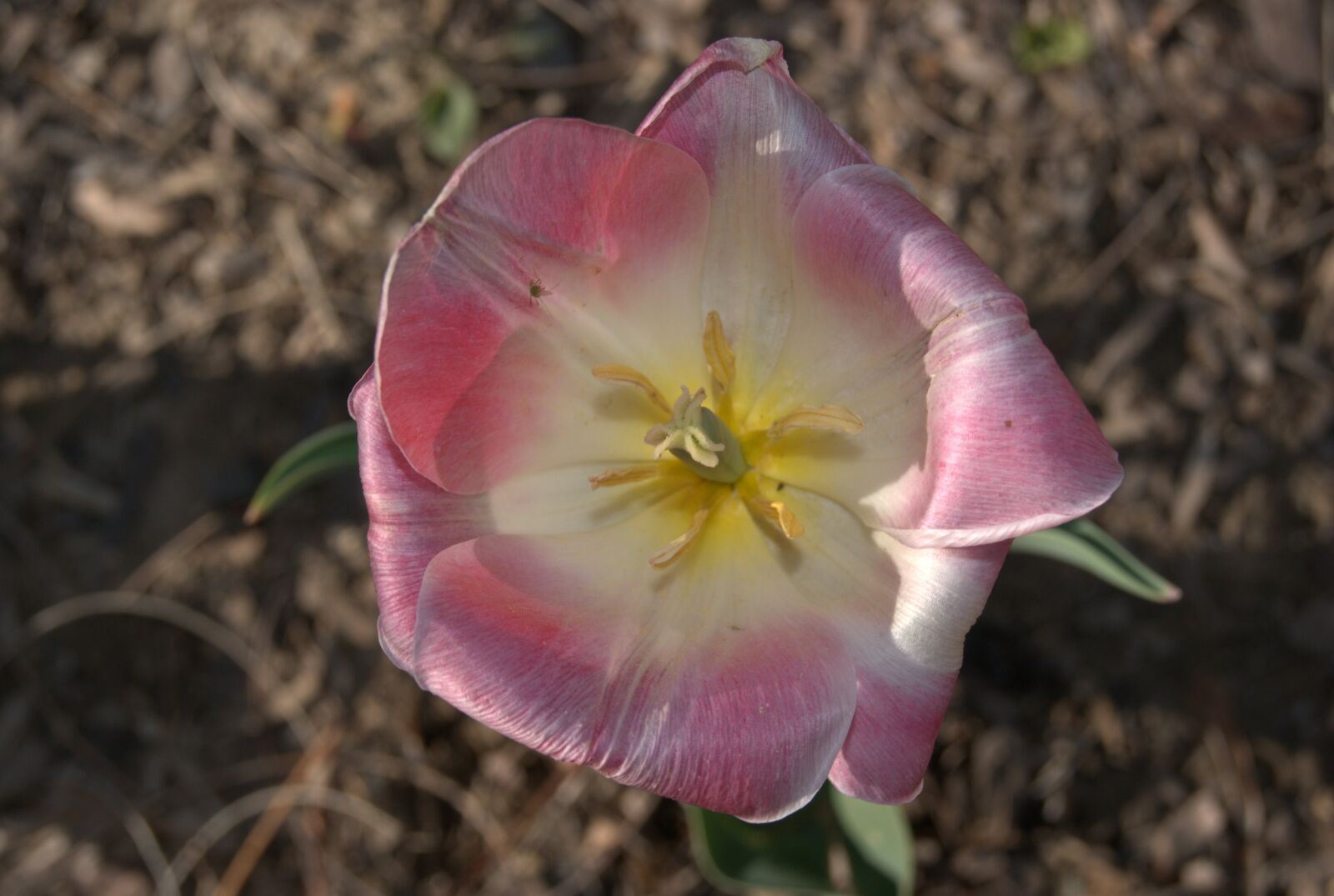 Sony Alpha DSLR-A330 sample photo. Tulip, flowers, blossoms photography