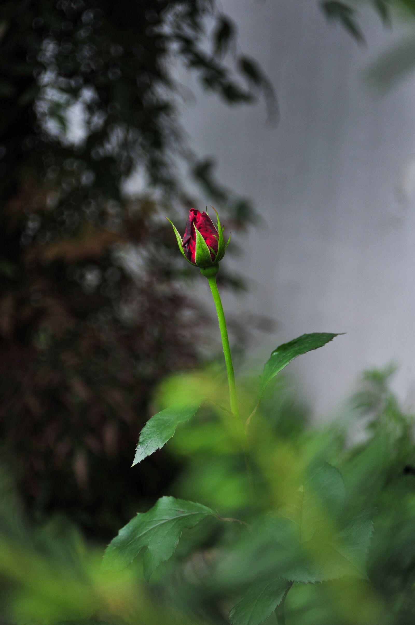 Nikon D700 sample photo. Flower, flowers, spring photography