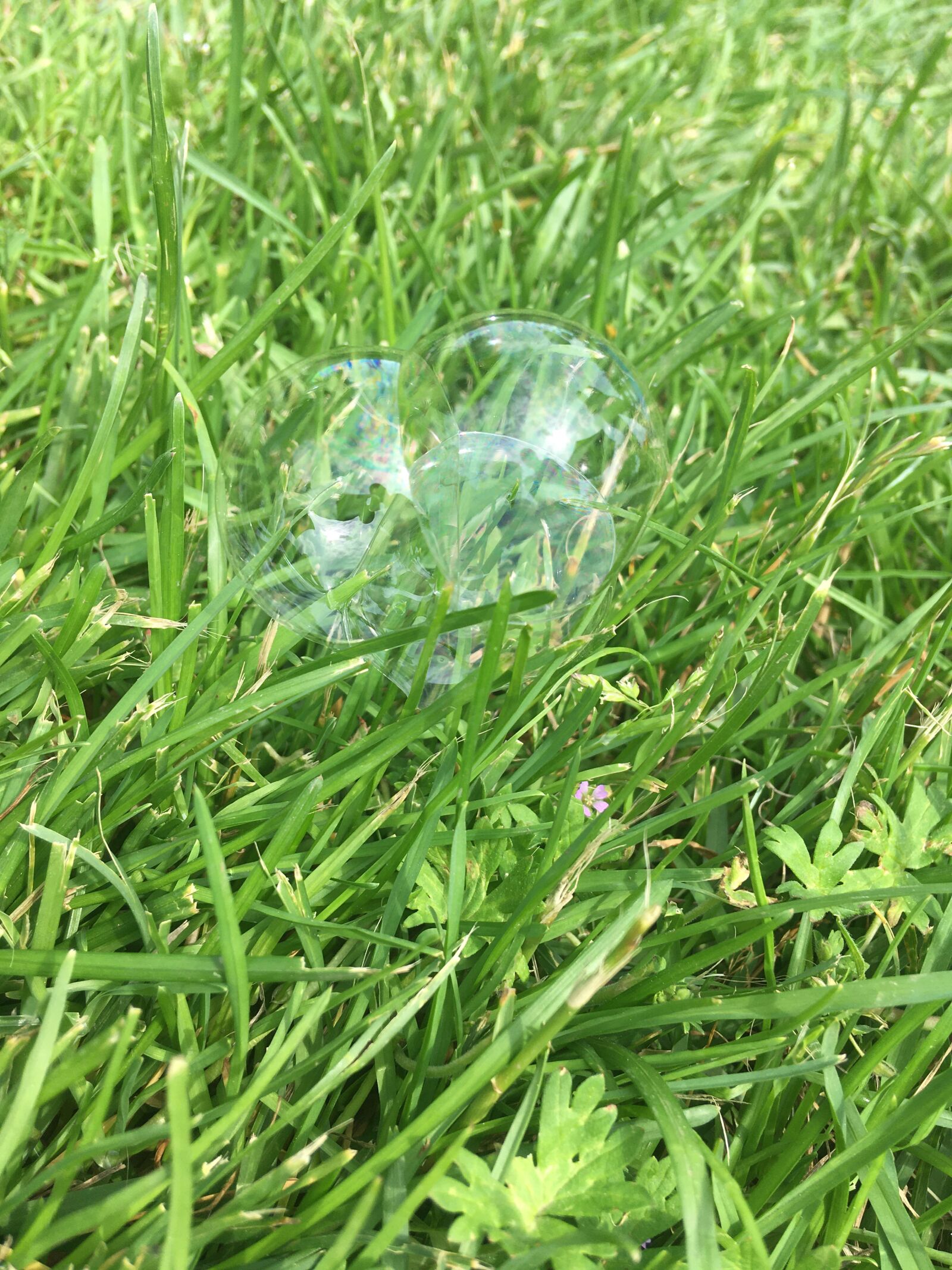 Apple iPhone SE sample photo. Bubble, grass, love photography