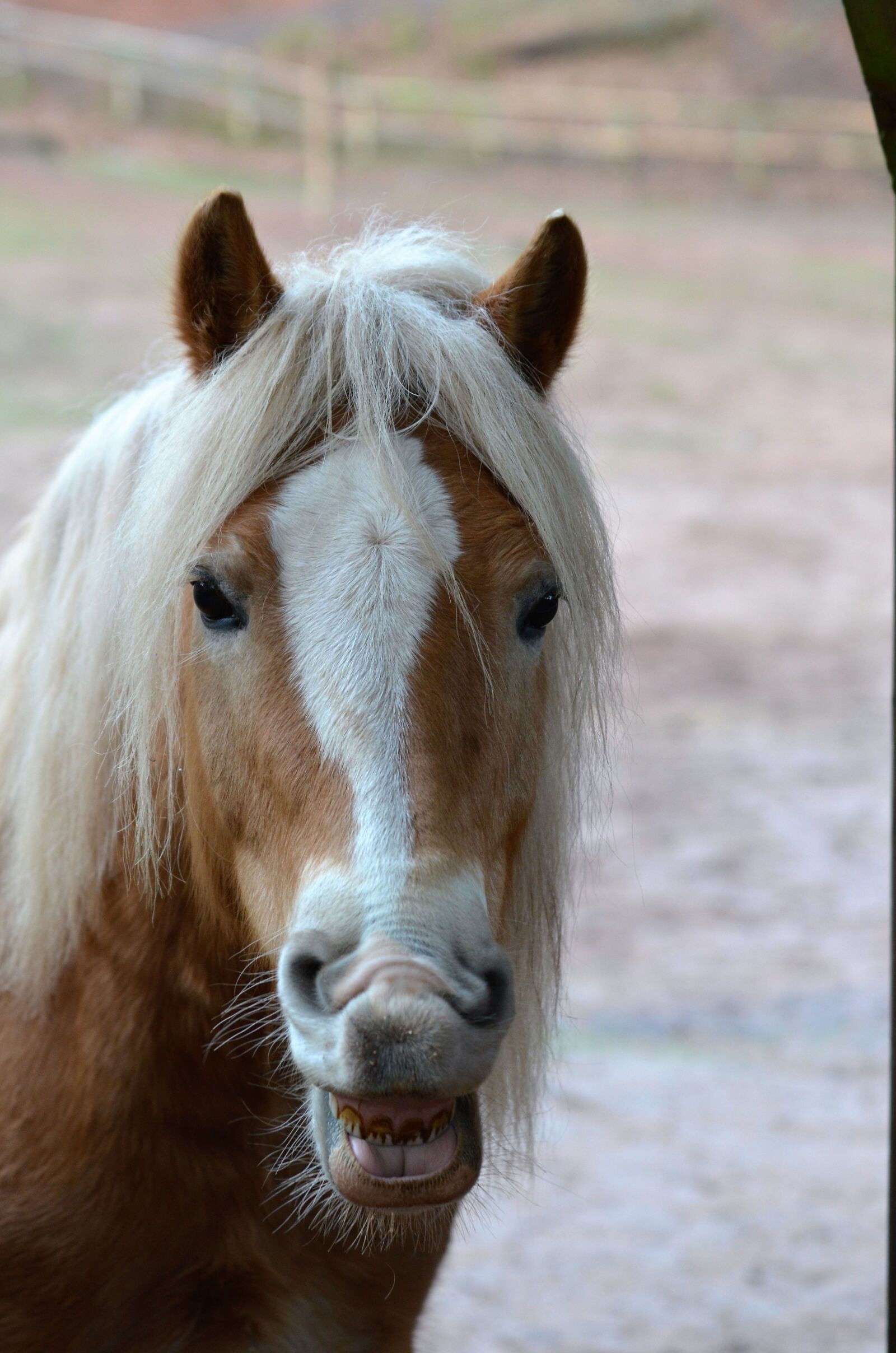 Nikon D5100 sample photo. Horse, smile, tooth photography