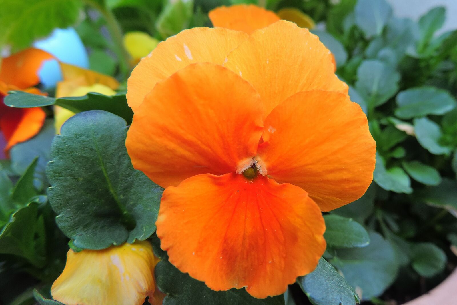 Nikon Coolpix P520 sample photo. 400–500, nature, flower photography