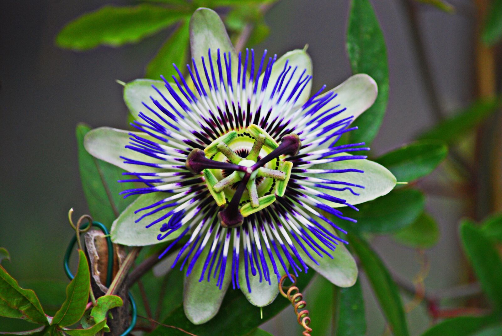 Nikon D80 sample photo. Nature, plant, summer photography
