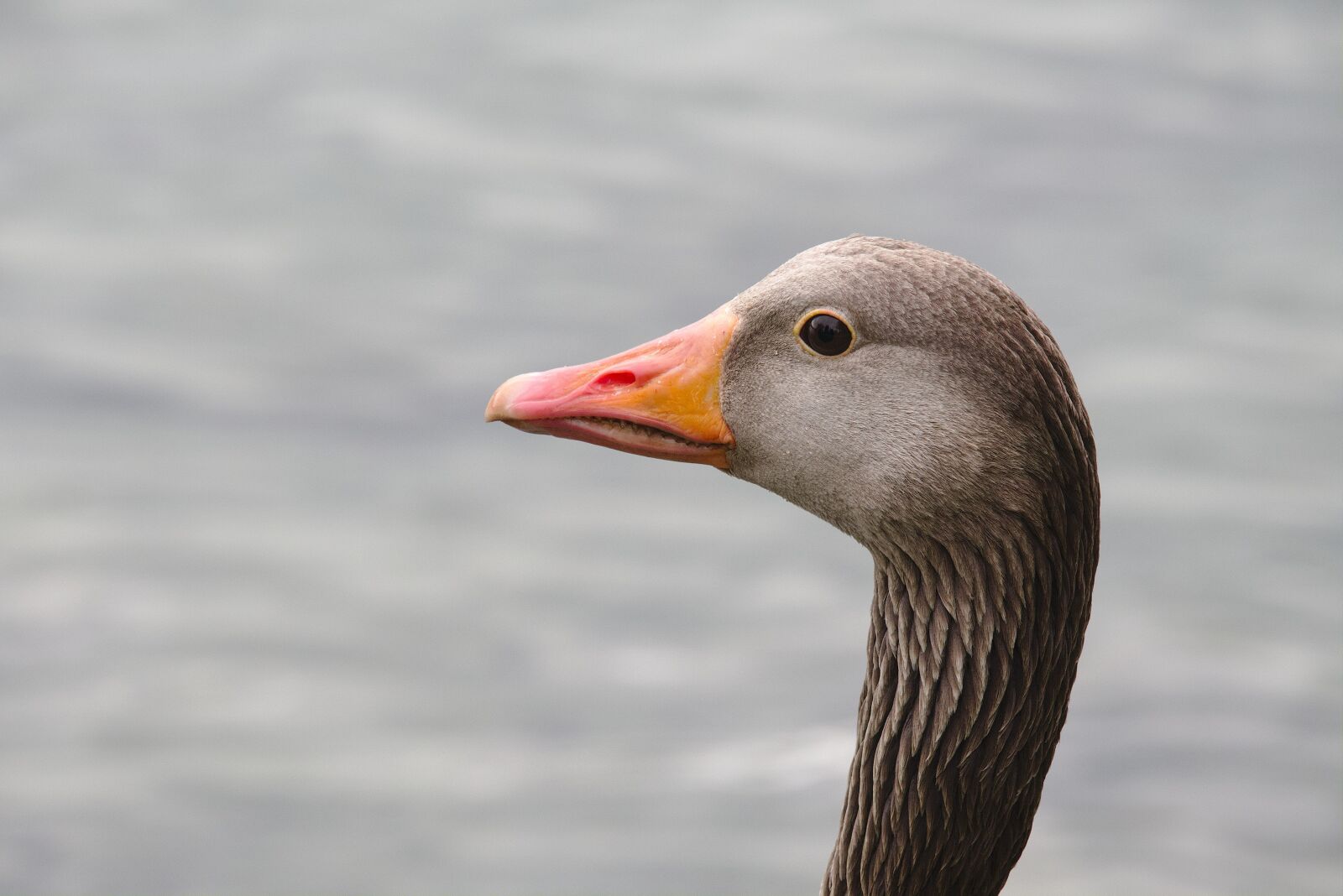 Canon EOS M5 + Canon EF-M 18-150mm F3.5-6.3 IS STM sample photo. Bird, animal world, duck photography