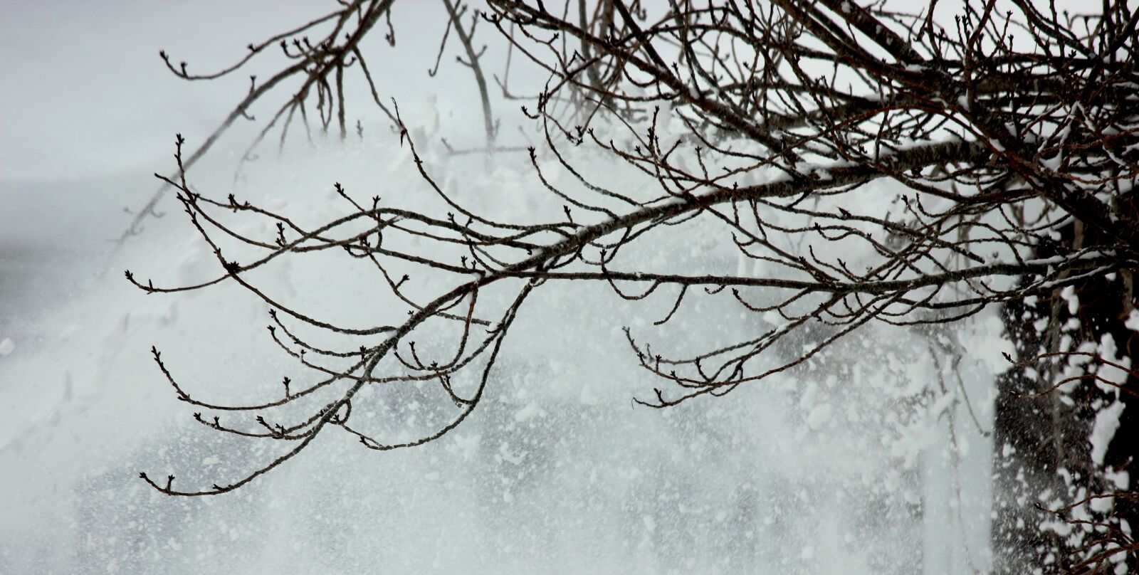 Canon EOS 550D (EOS Rebel T2i / EOS Kiss X4) sample photo. Tree, winter, snow photography