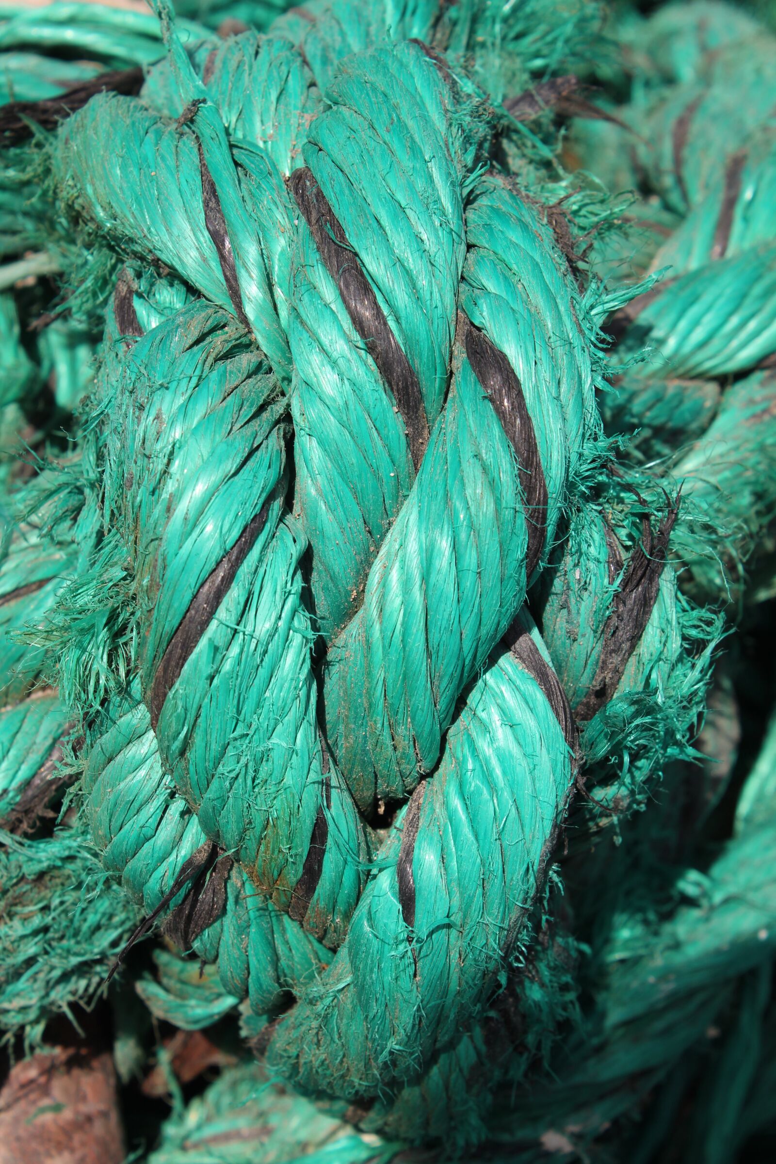 Canon EOS 600D (Rebel EOS T3i / EOS Kiss X5) sample photo. Rope, twisted, green photography