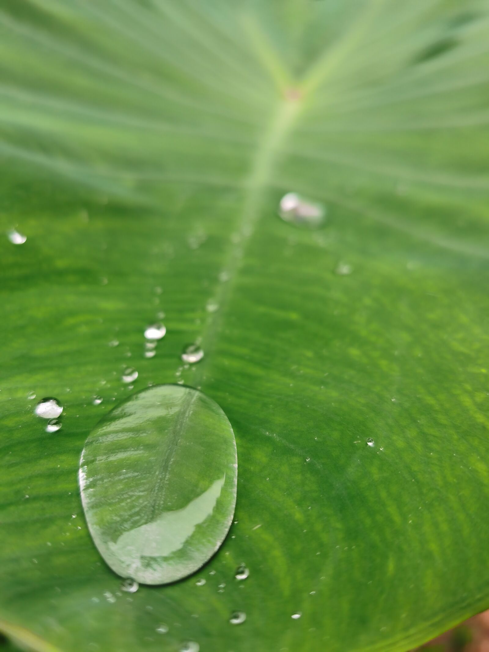 HUAWEI LIO-AN00 sample photo. Leaf, water, drop photography
