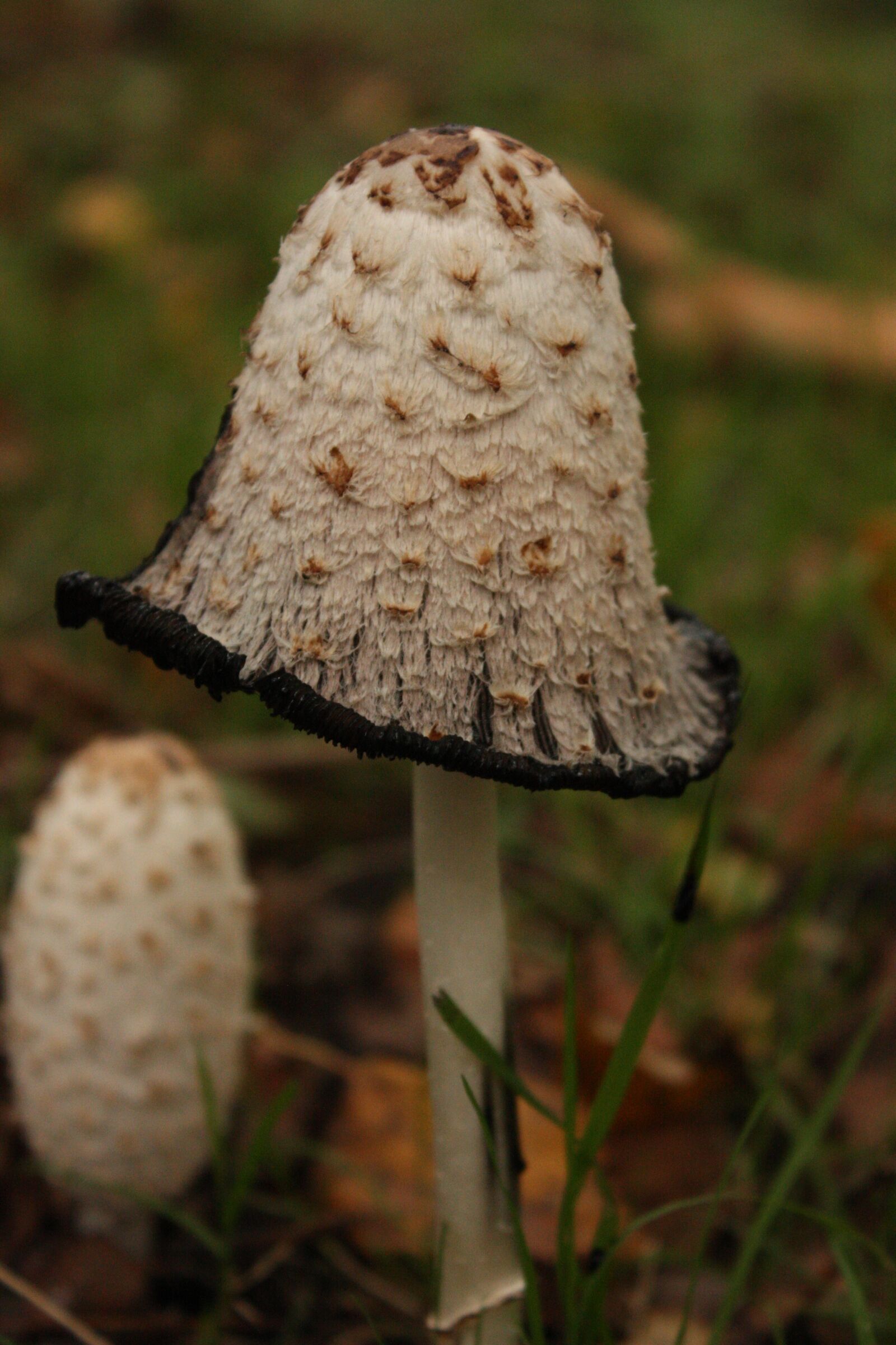 Canon EOS 450D (EOS Rebel XSi / EOS Kiss X2) sample photo. Mushroom, autumn, nature photography