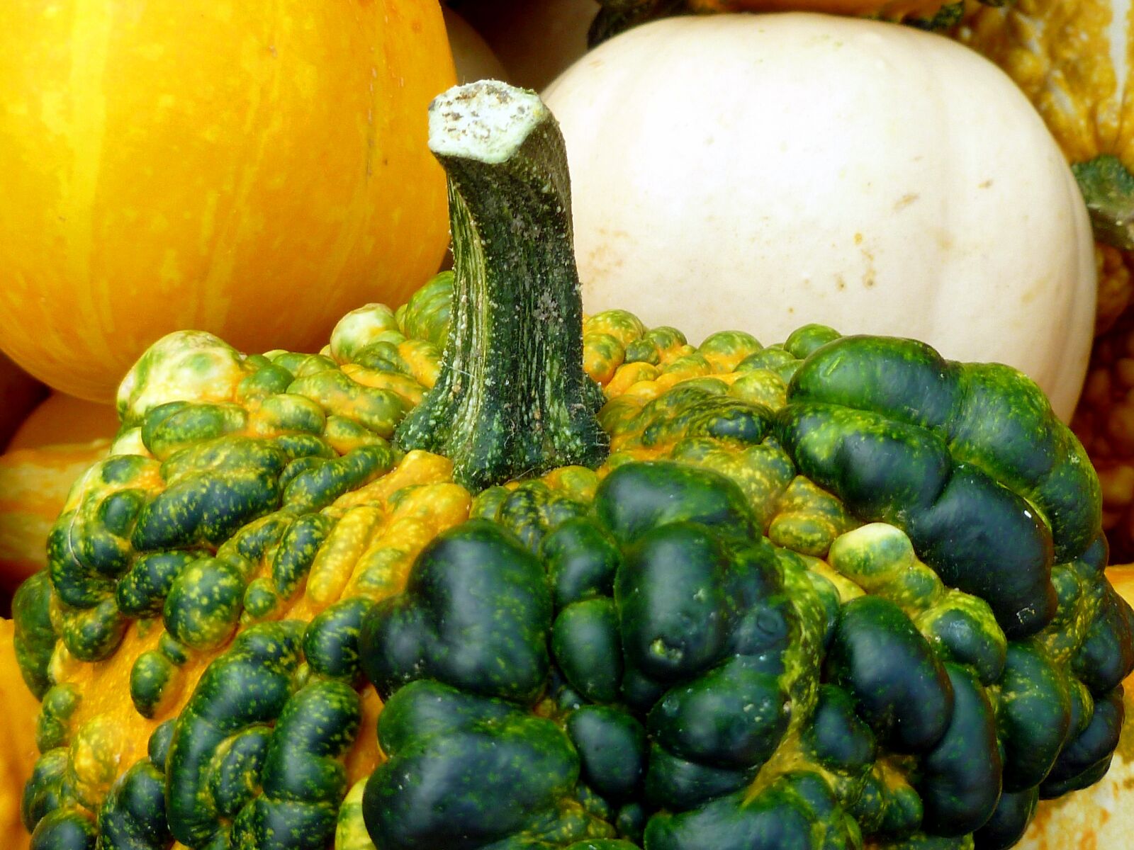 Panasonic DMC-FS37 sample photo. Pumpkin, plant, vegetables photography