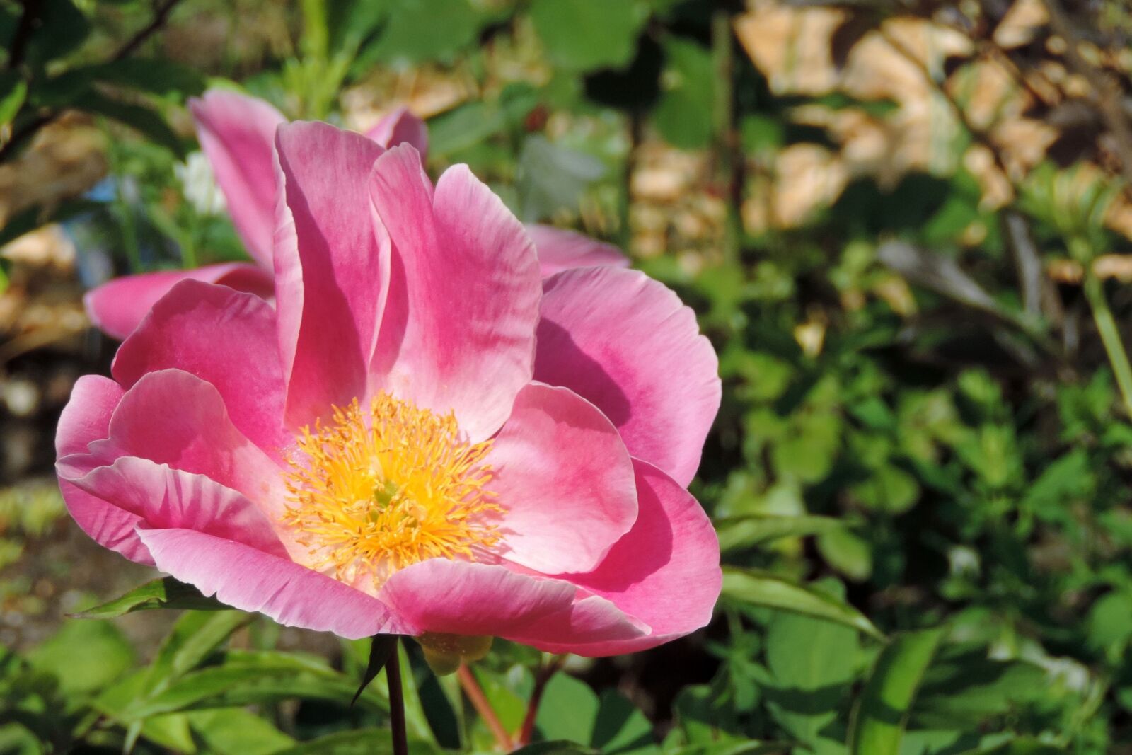 Nikon Coolpix P520 sample photo. Potato rose, japan rose photography