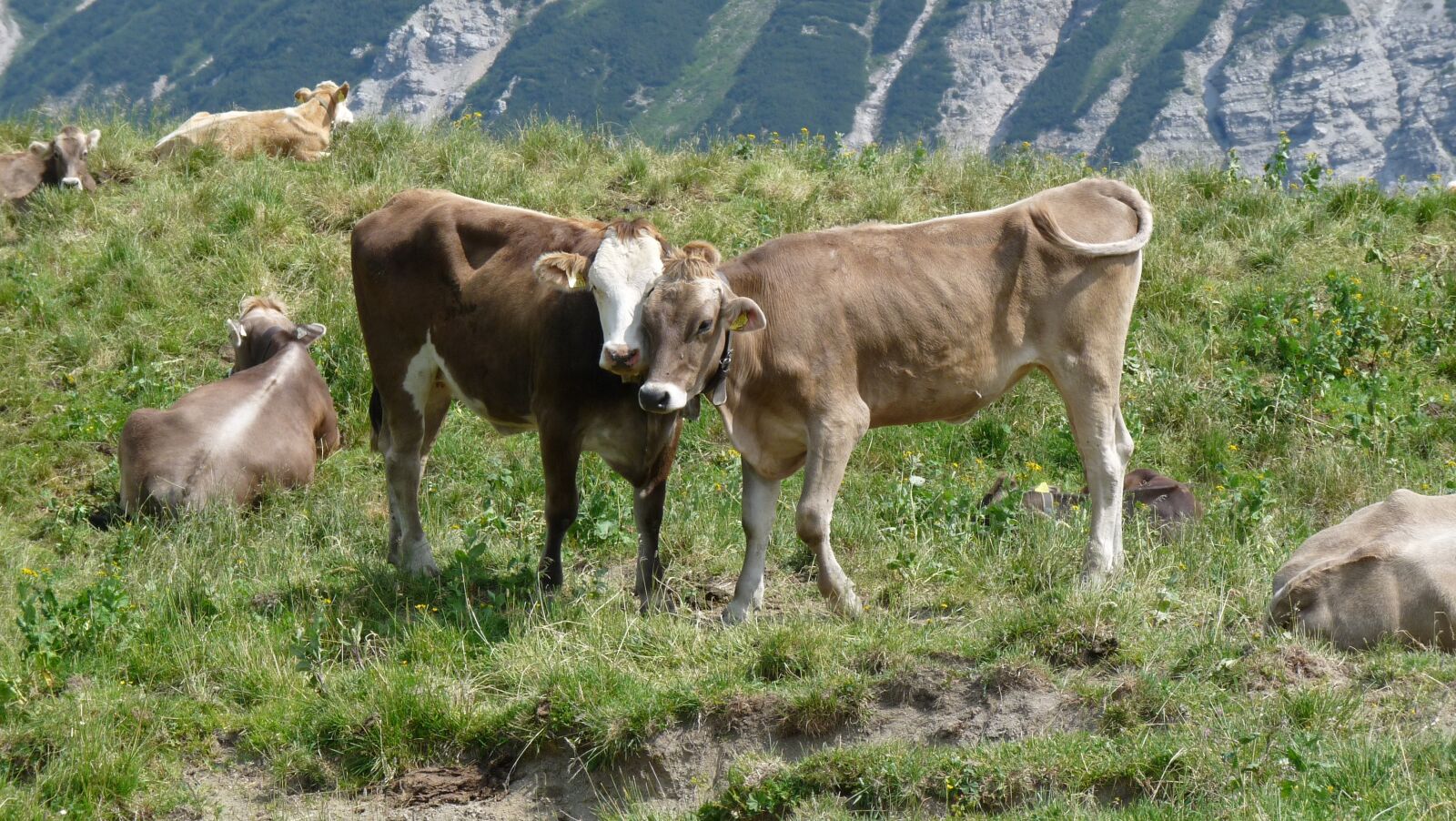 Panasonic Lumix DMC-FZ28 sample photo. Allgäu, cow, cows photography