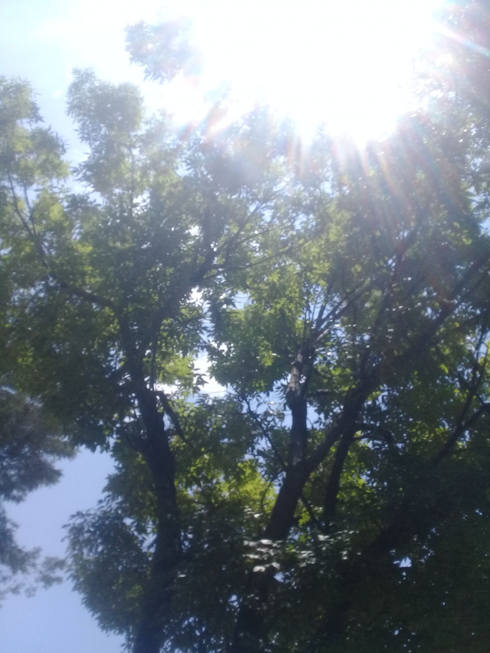 Samsung Galaxy J2 Prime sample photo. Tree, light, sun photography