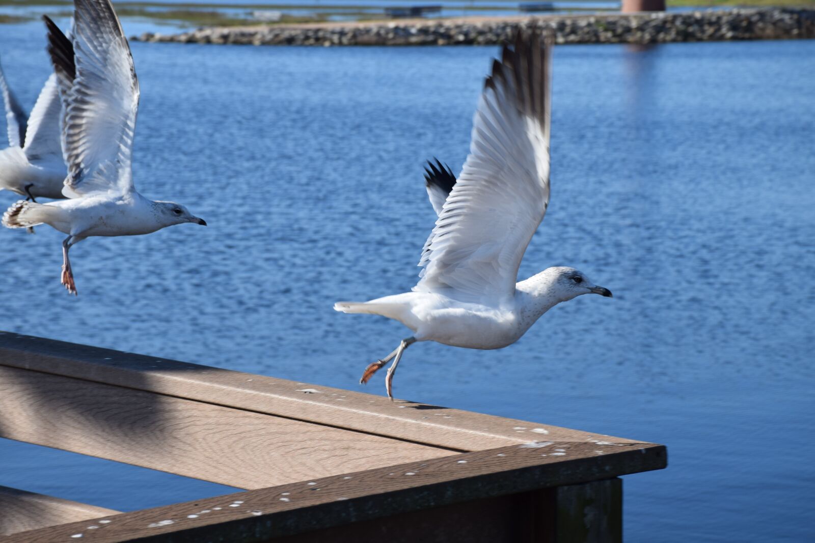 Nikon D5300 sample photo. Seagull, bird, flying photography