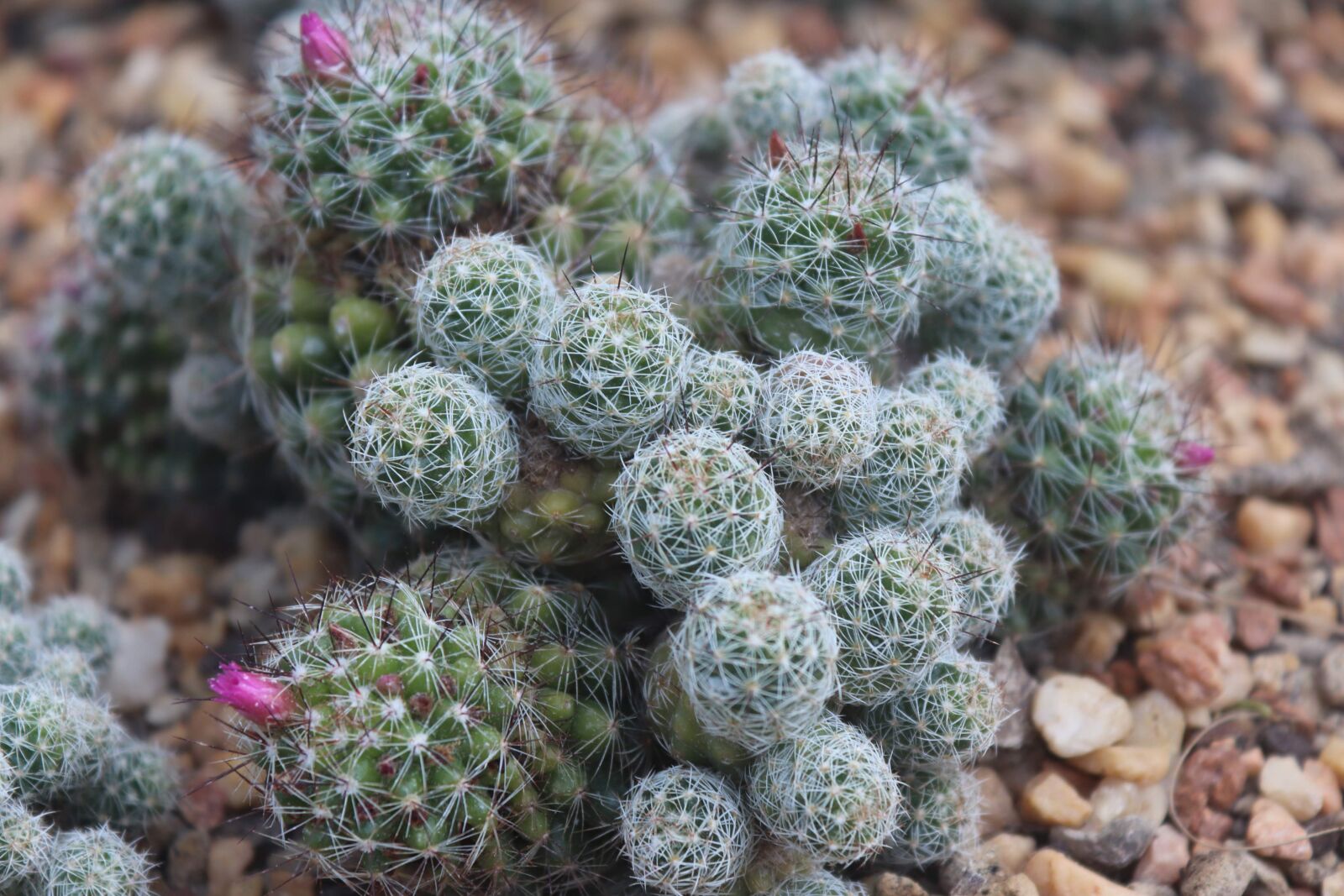 Canon EOS 800D (EOS Rebel T7i / EOS Kiss X9i) sample photo. Cactus, cacti, succulents photography