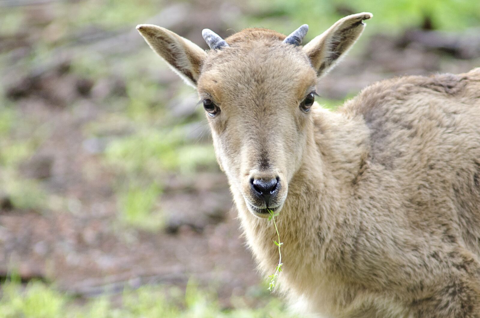 Nikon D5100 sample photo. Bambi, animal, nice photography
