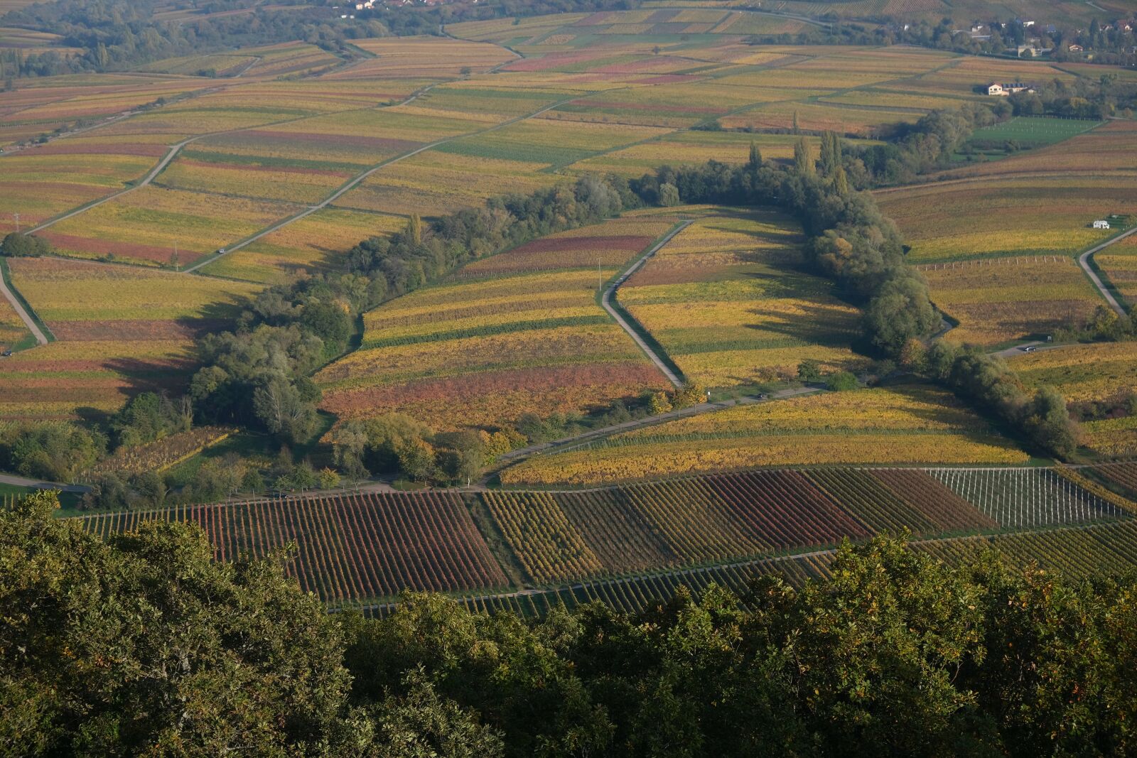 Fujifilm X-T3 sample photo. Vineyard, autumn, colorful photography