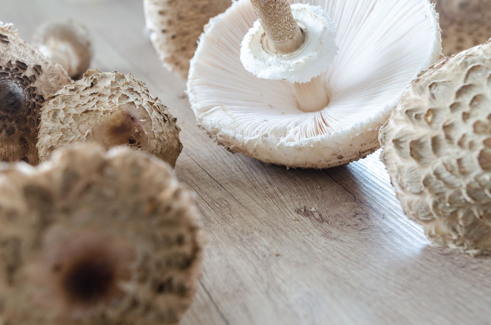 Nikon D5100 sample photo. Macrolepiota procera, parasol, collect photography