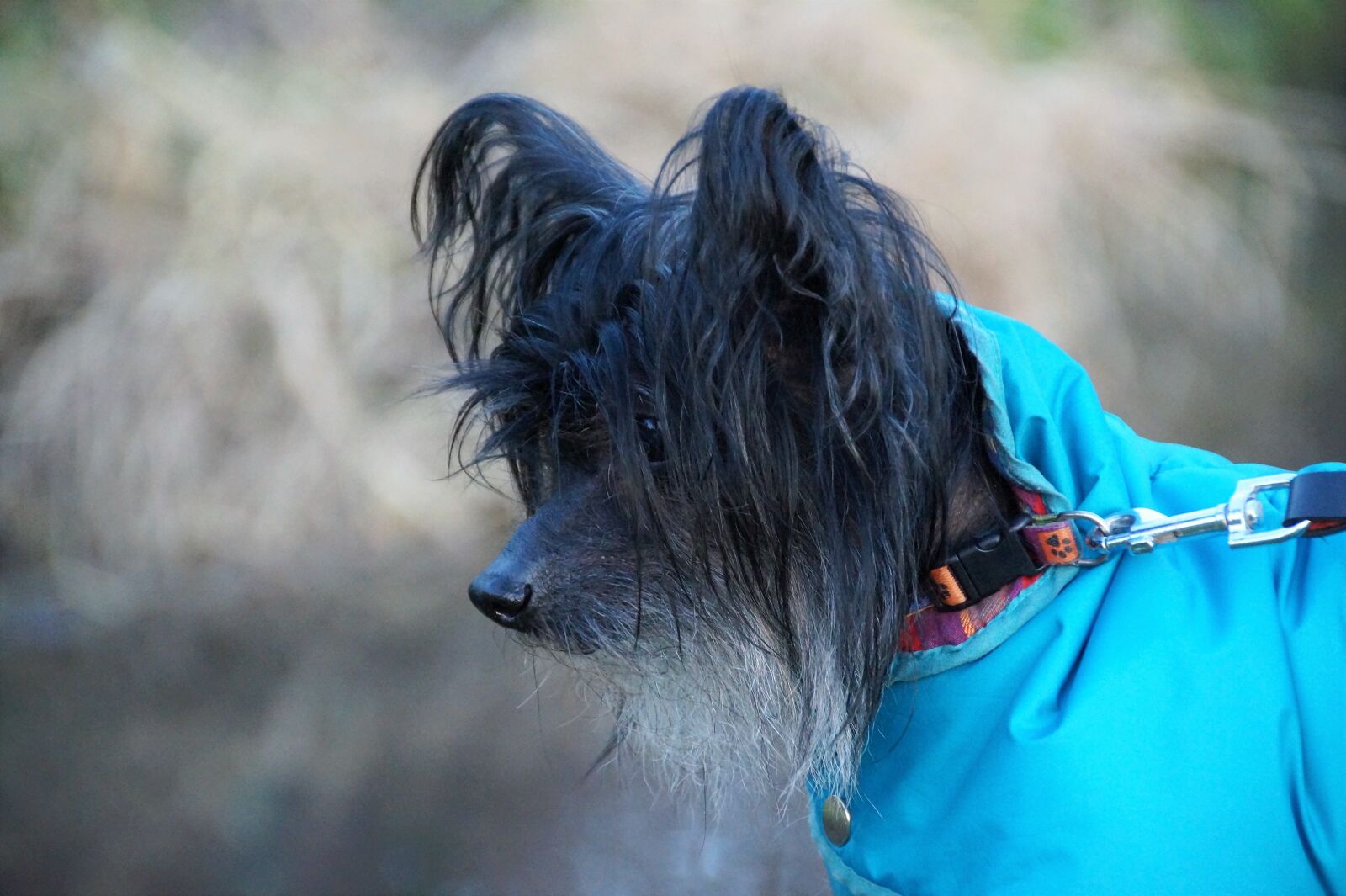 Sony SLT-A58 sample photo. Chinese, crested, dog photography