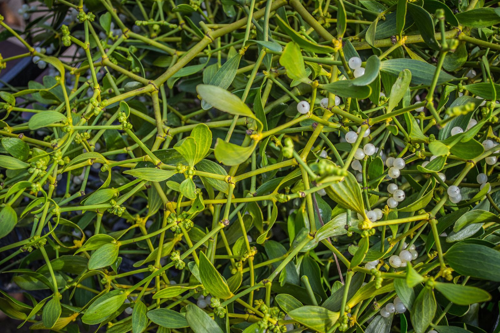 Nikon D3100 sample photo. Mistletoe, plants, green photography