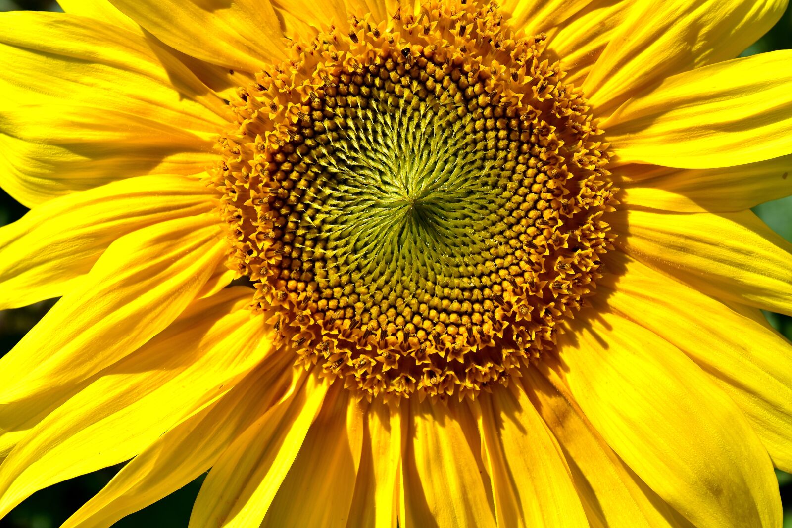 Nikon D7200 sample photo. Sunflower, summer, garden photography