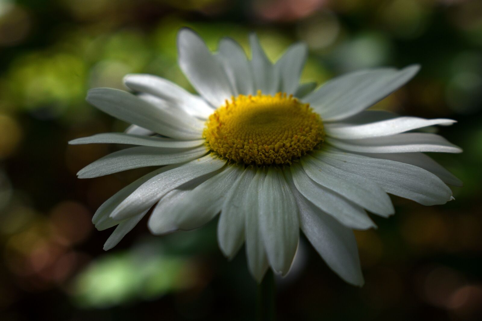 Nikon D3400 sample photo. Flower, flowers, spring photography