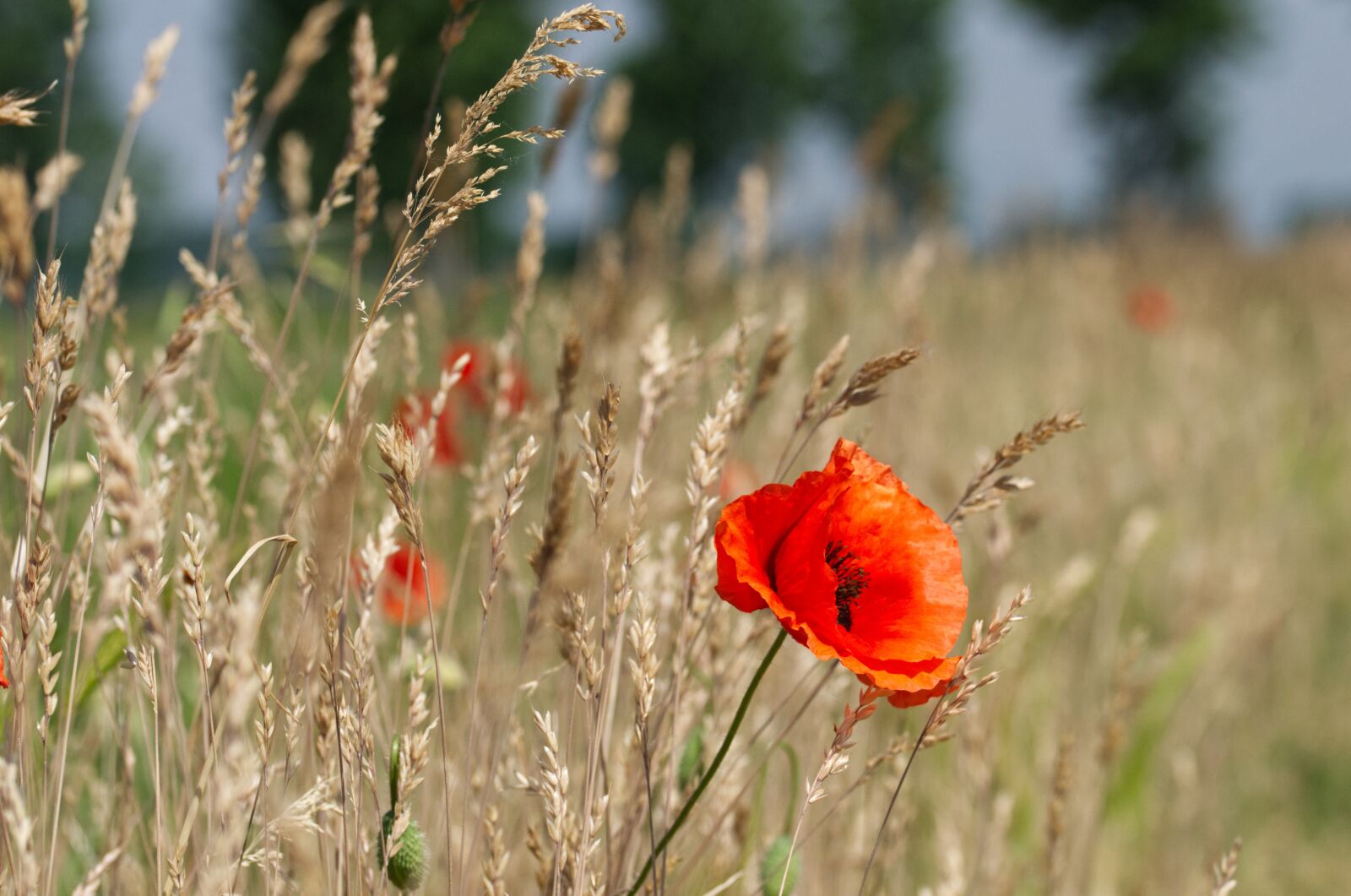 Nikon D7000 sample photo. Poppy, summer, nature photography