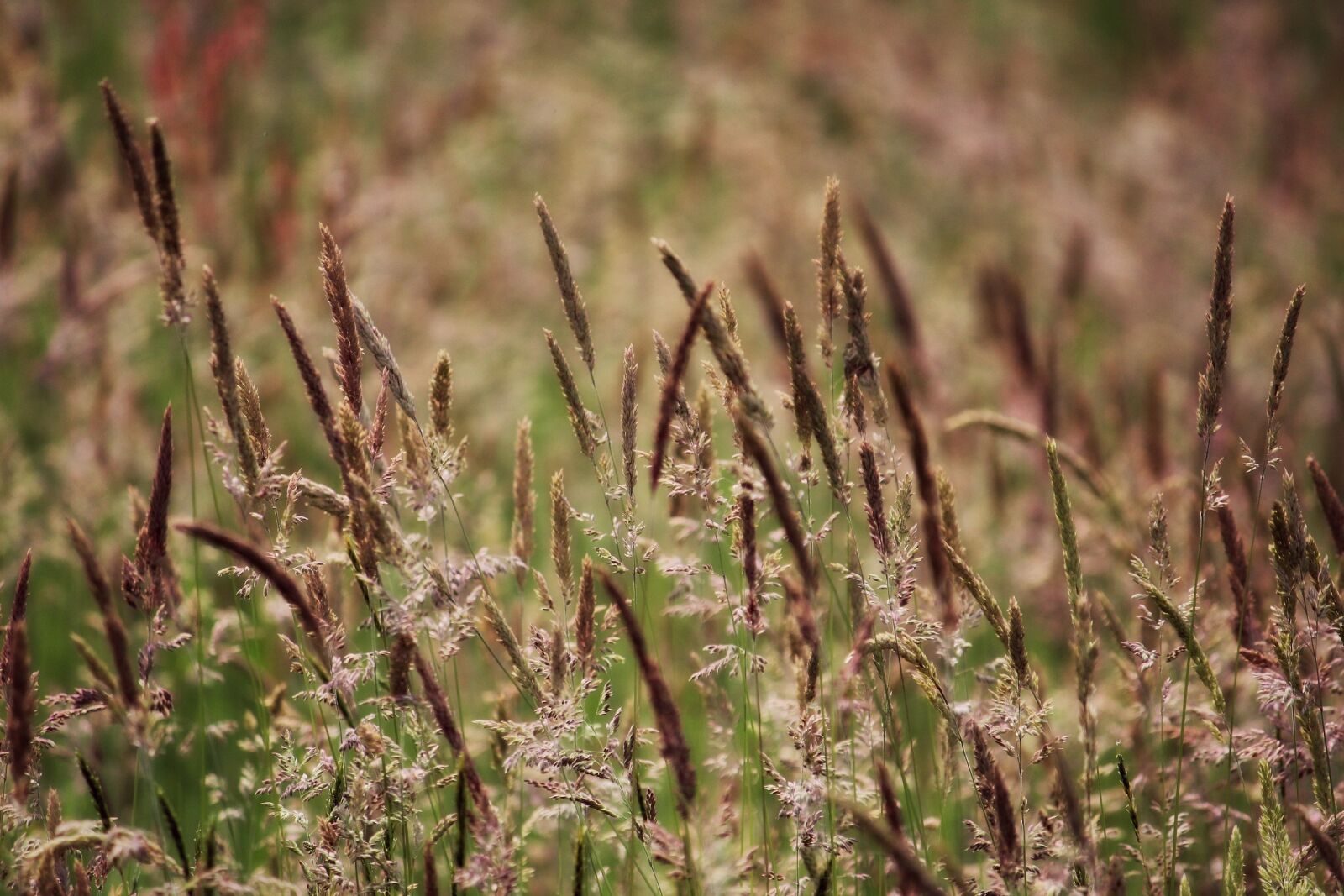 Canon EF-S 55-250mm F4-5.6 IS II sample photo. Meadow, nature, field photography