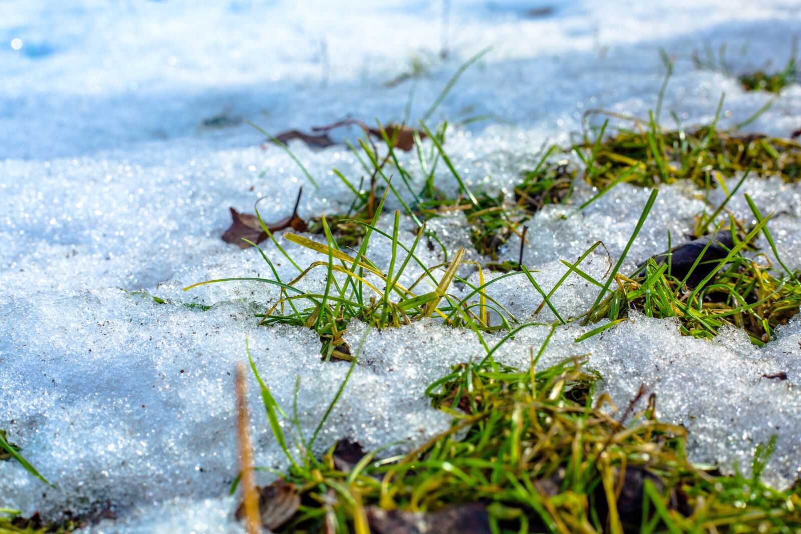 Canon EF 50mm F1.8 STM sample photo. Winter, nature, macro photography