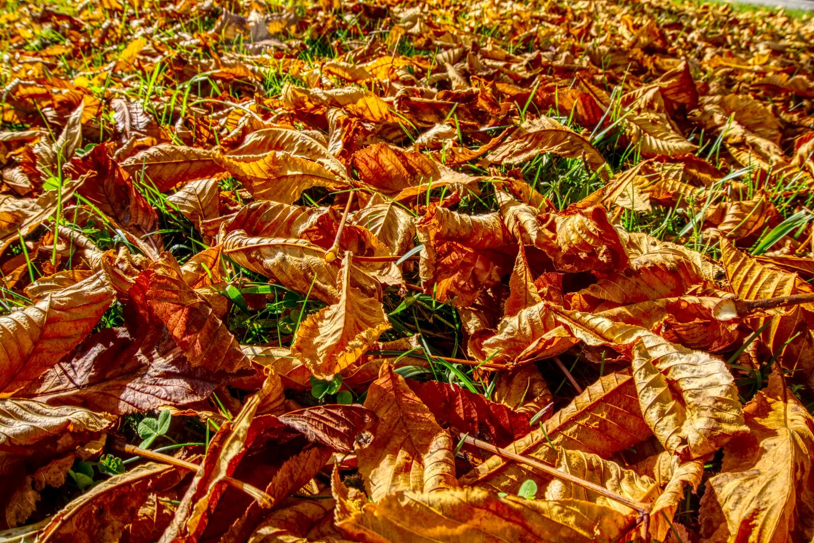 Sony E 16-50mm F3.5-5.6 PZ OSS sample photo. Leaves, fall foliage, autumn photography