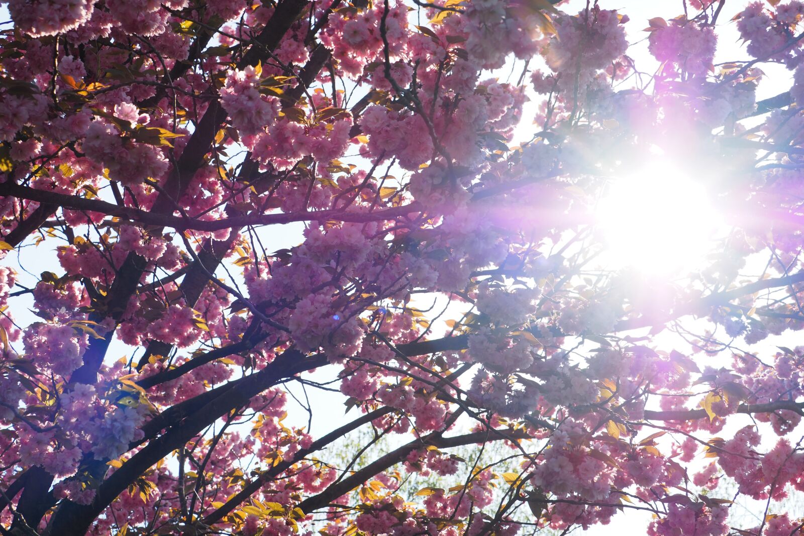 Olympus PEN-F sample photo. Sun, blossom, tree photography