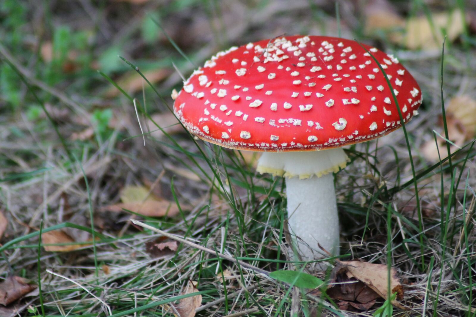 Canon EOS 1100D (EOS Rebel T3 / EOS Kiss X50) sample photo. Fly agaric, red, white photography
