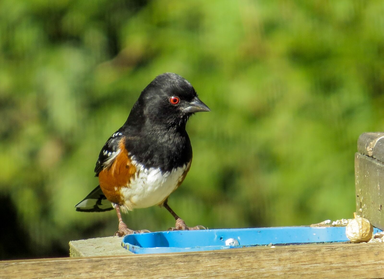 Canon PowerShot SX50 HS sample photo. Spotted towhee, sparrow, birding photography