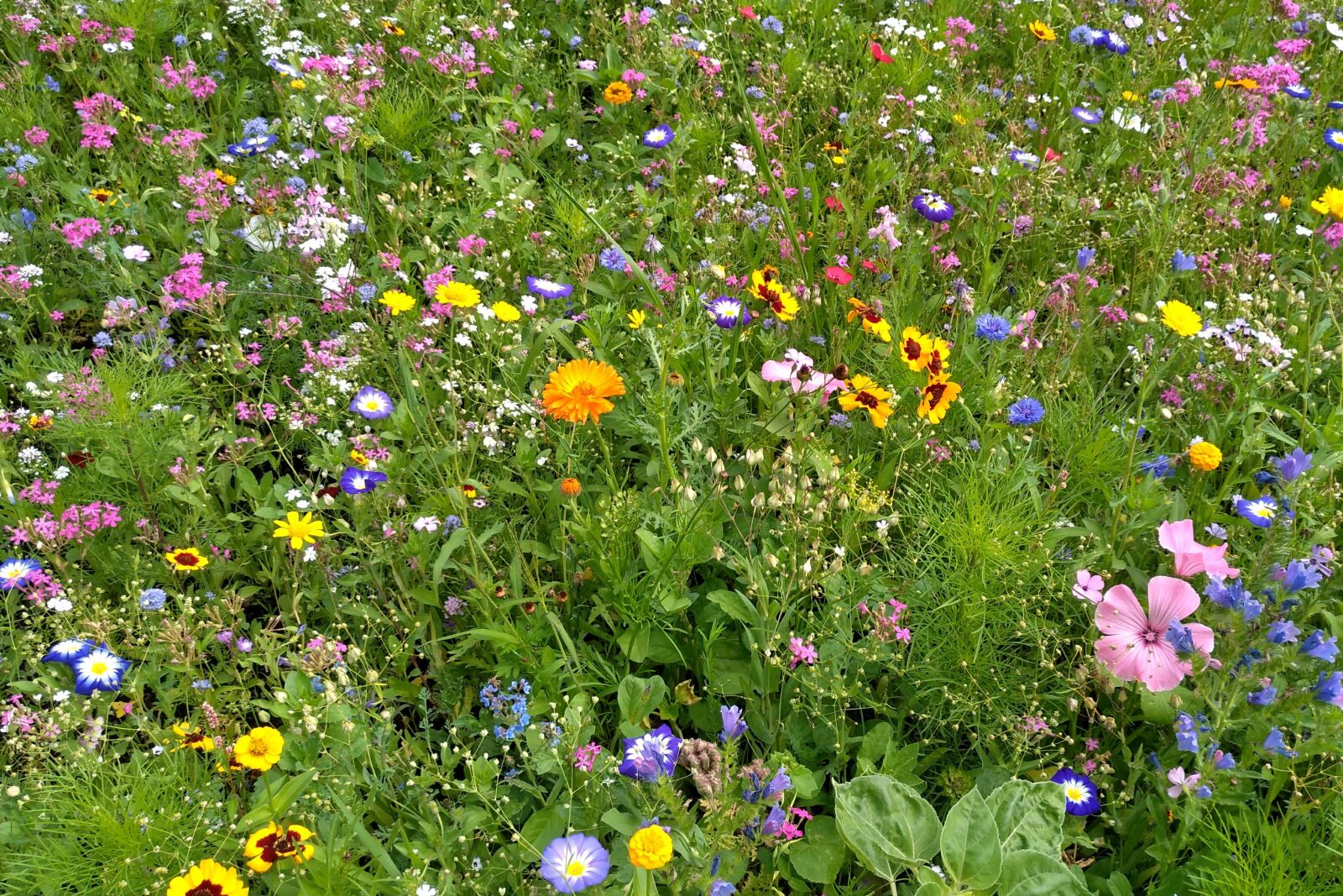 nubia Z11 MINI sample photo. Summer meadow, flowers, park photography