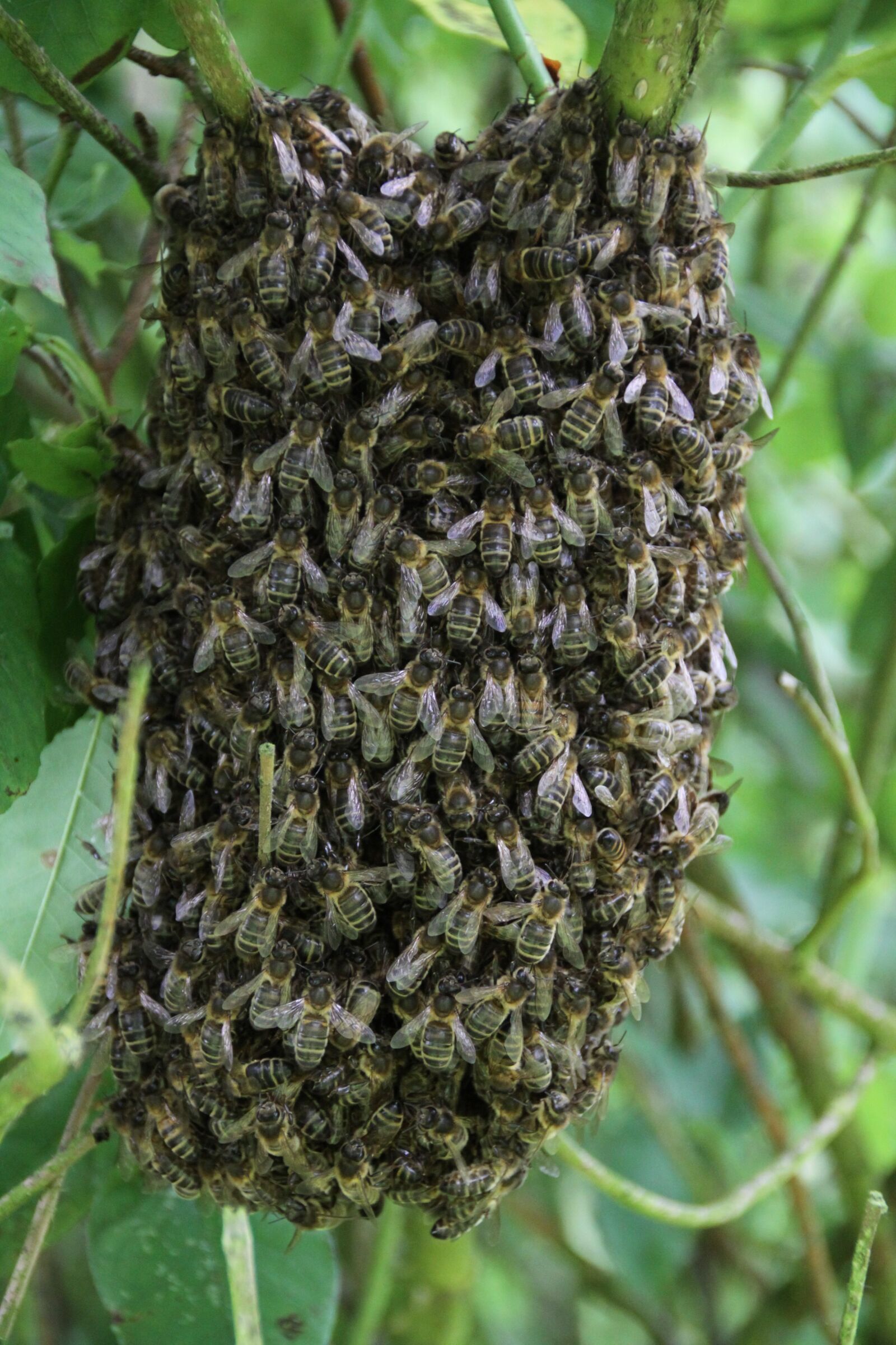 Canon EOS 50D sample photo. Bees, swarm of bees photography