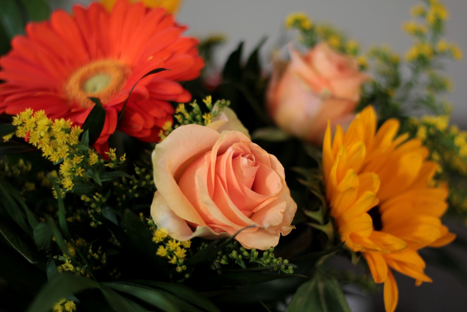 Canon EOS 600D (Rebel EOS T3i / EOS Kiss X5) + Canon EF 50mm F1.8 STM sample photo. Bouquet, rose, gerbera photography