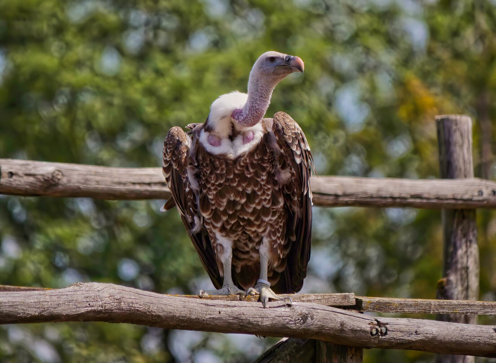 Panasonic Lumix DC-G9 sample photo. Vulture, griffon vulture, scavenger photography