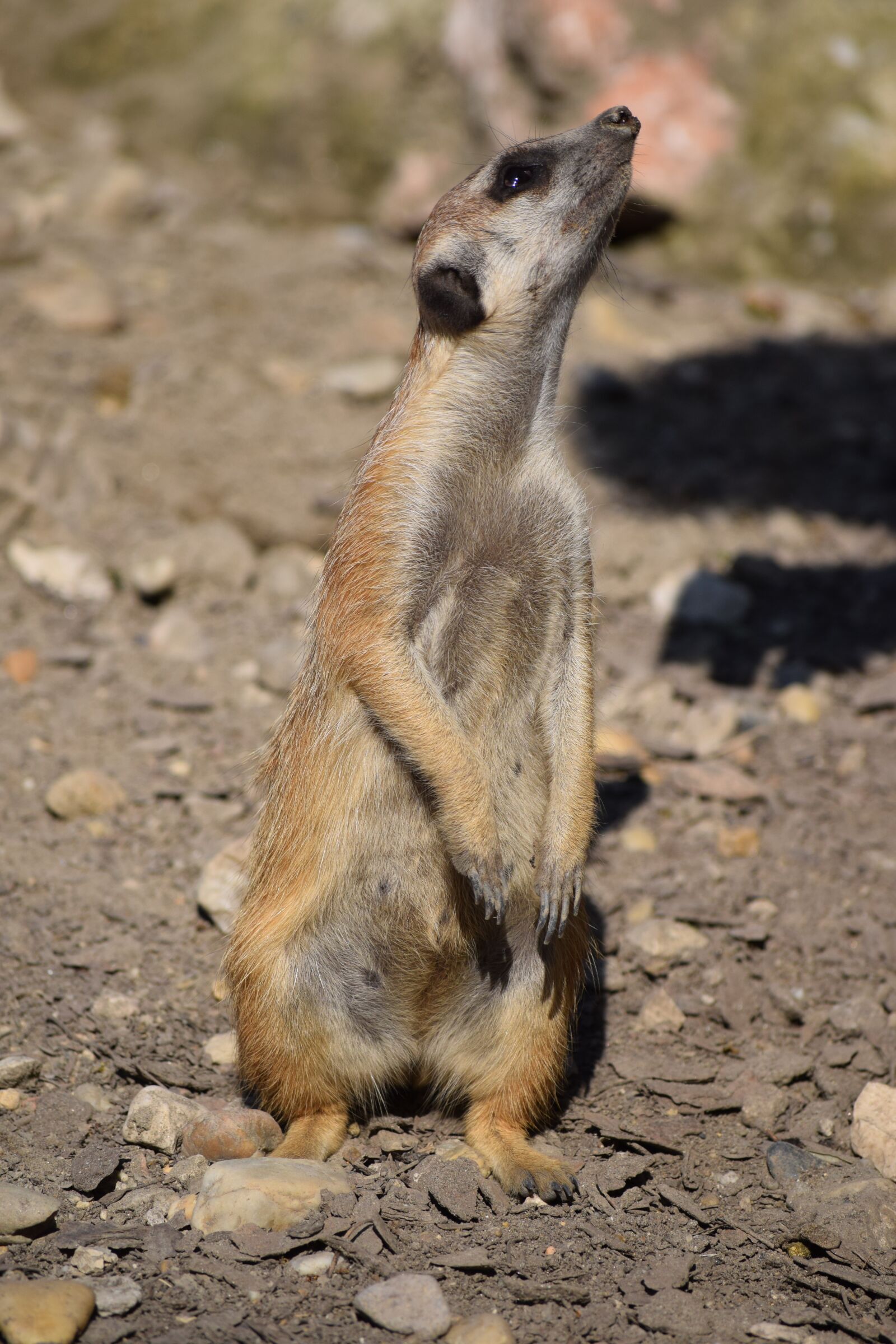 Nikon D3300 sample photo. Meerkat, zoo, animal photography