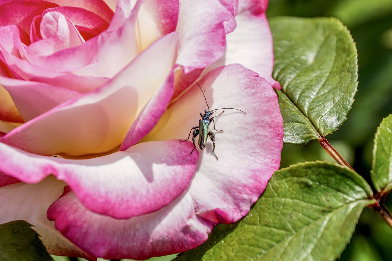 Sony ILCA-77M2 + Sony DT 18-135mm F3.5-5.6 SAM sample photo. Rose, pink, beetle photography