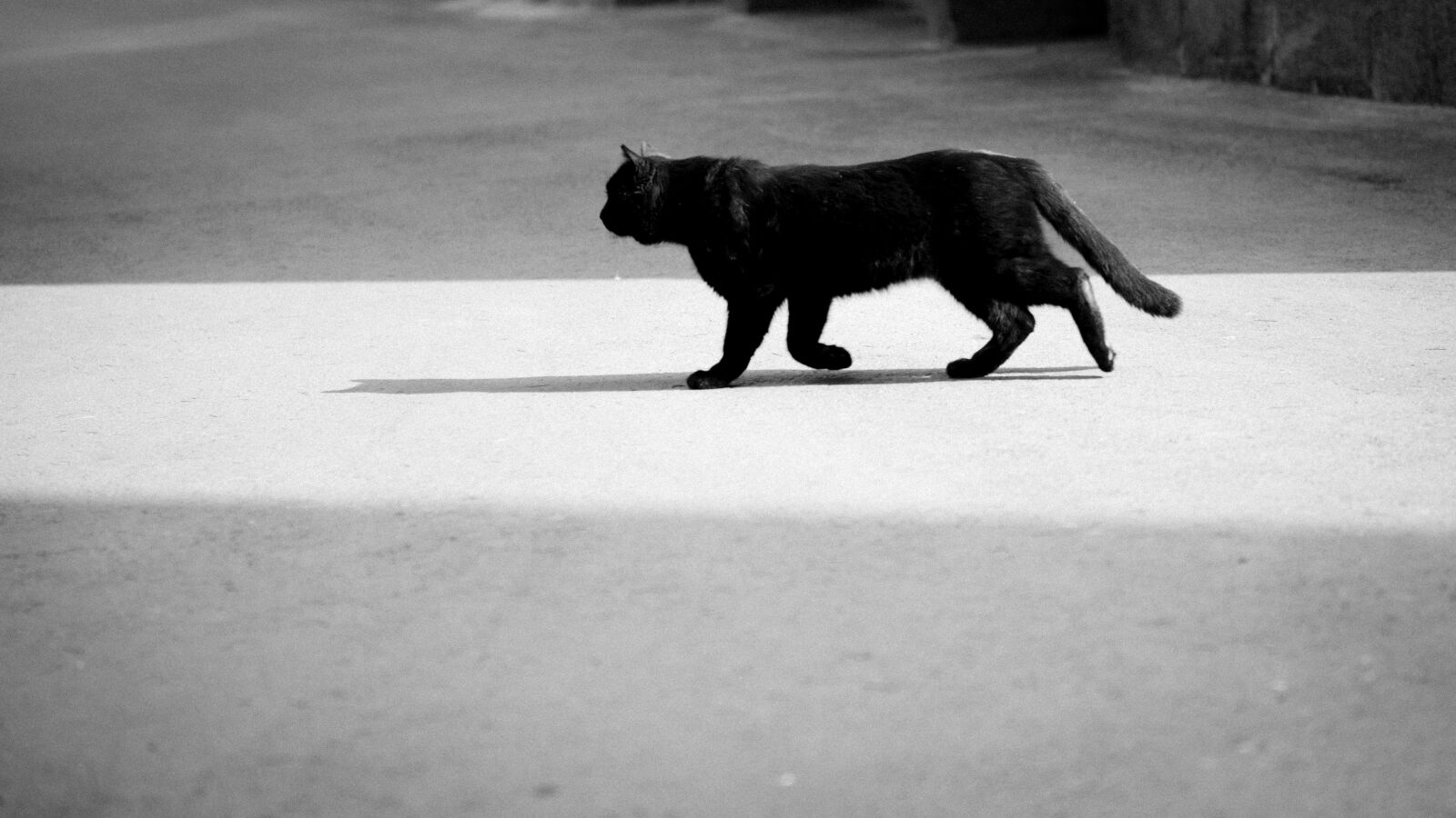 Nikon AF-S Nikkor 24-70mm F2.8G ED sample photo. Black, and, white, cat photography