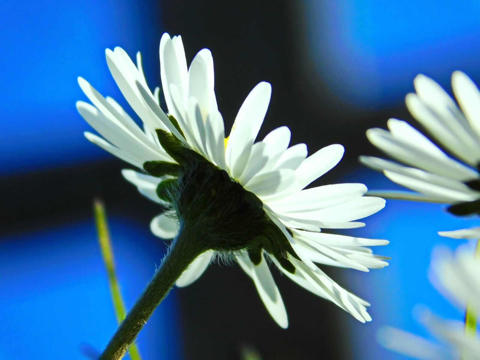 Nikon Coolpix B500 sample photo. Silhouette, flower, love photography