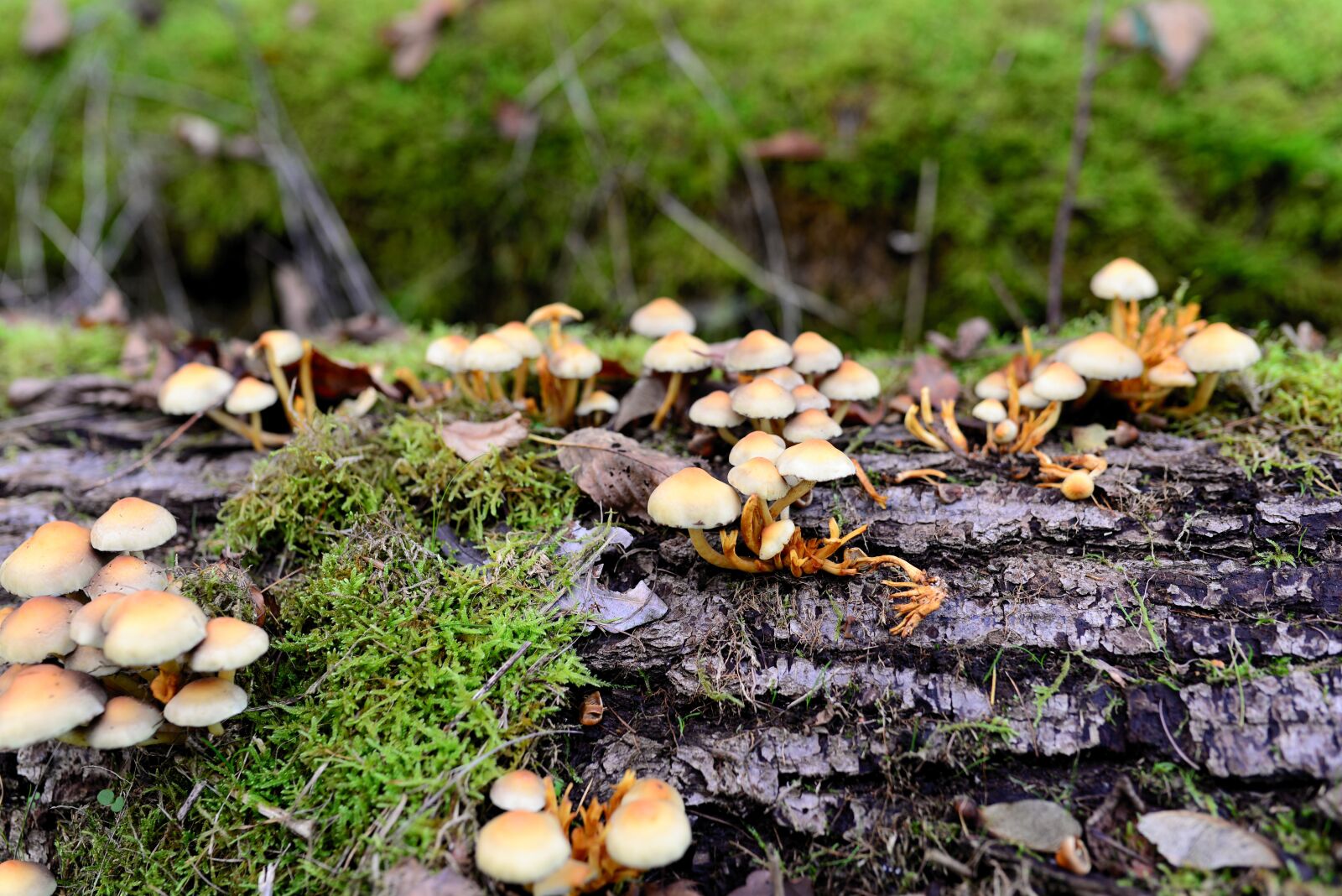 Nikon D610 sample photo. Mushrooms, tree fungus, log photography