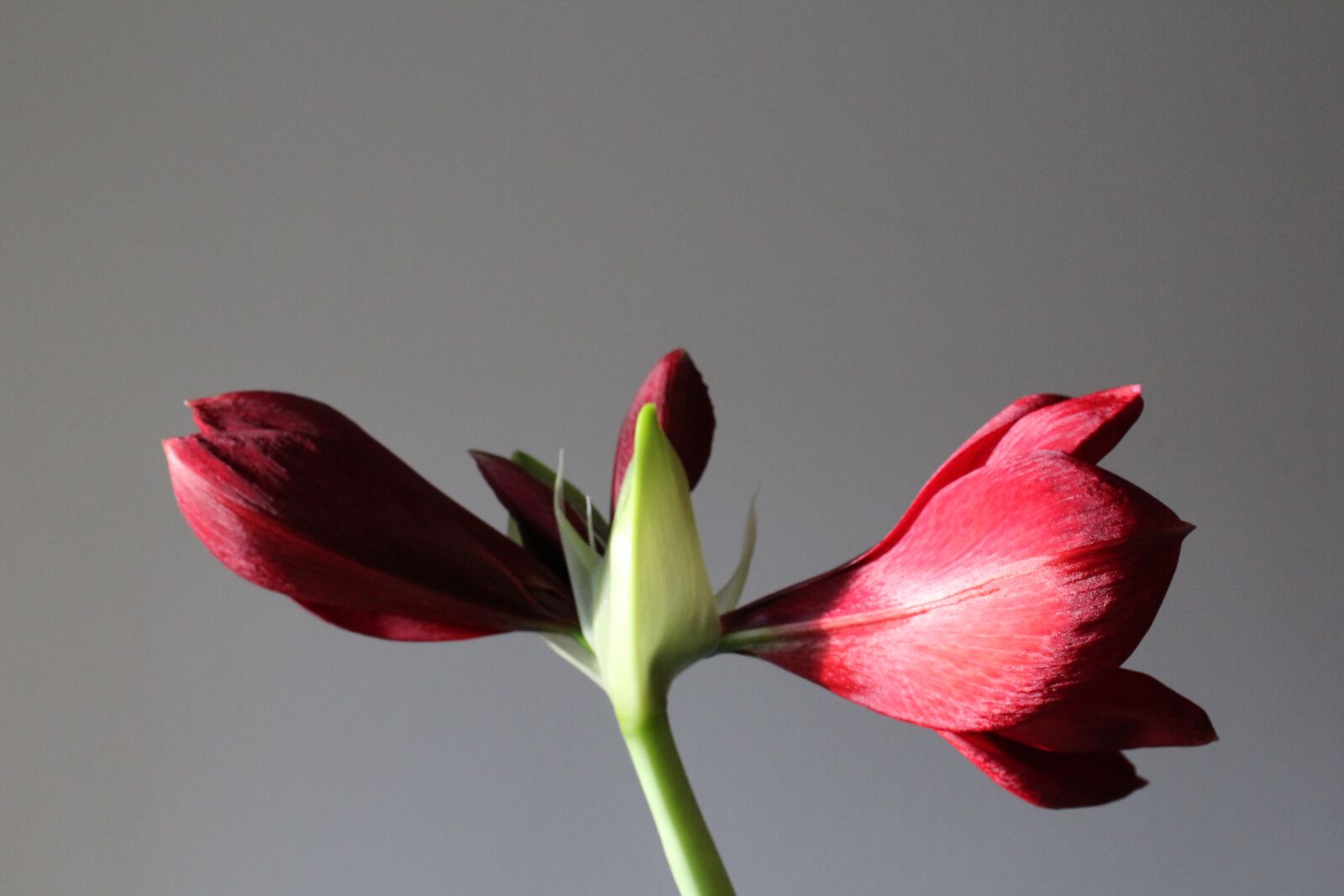 Canon EOS 1200D (EOS Rebel T5 / EOS Kiss X70 / EOS Hi) sample photo. Amaryllis, plant, blossom photography